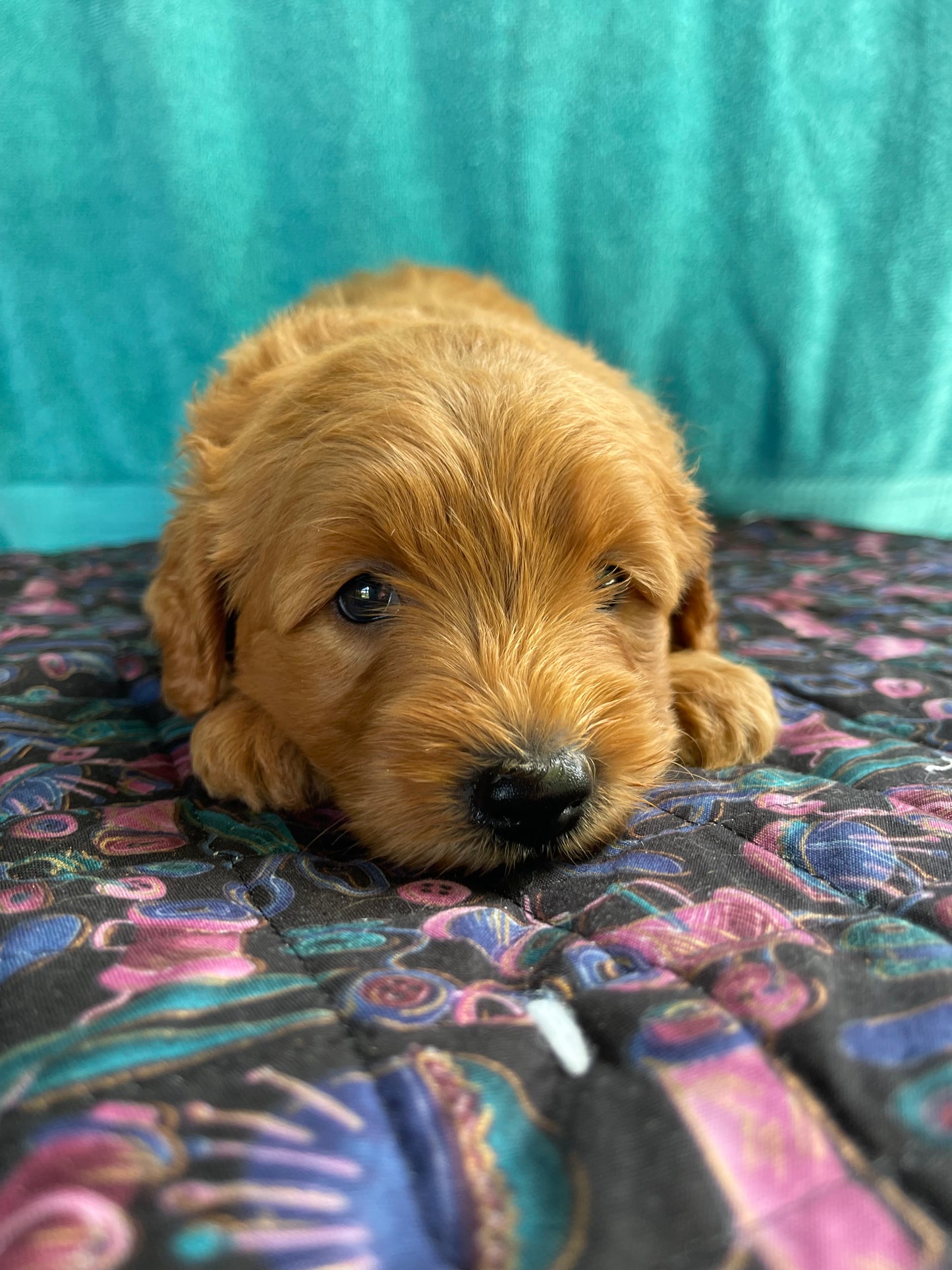 Mini goldendoodle females