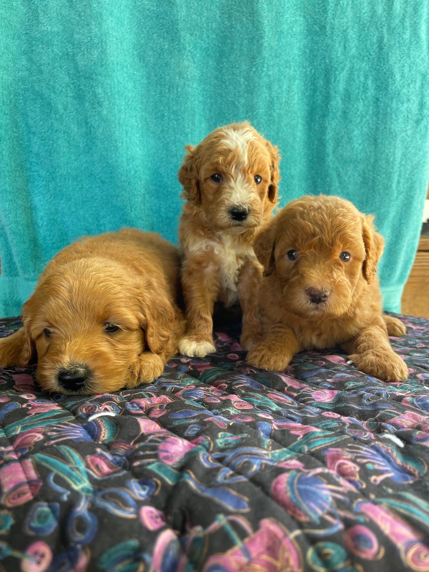 Mini goldendoodle females