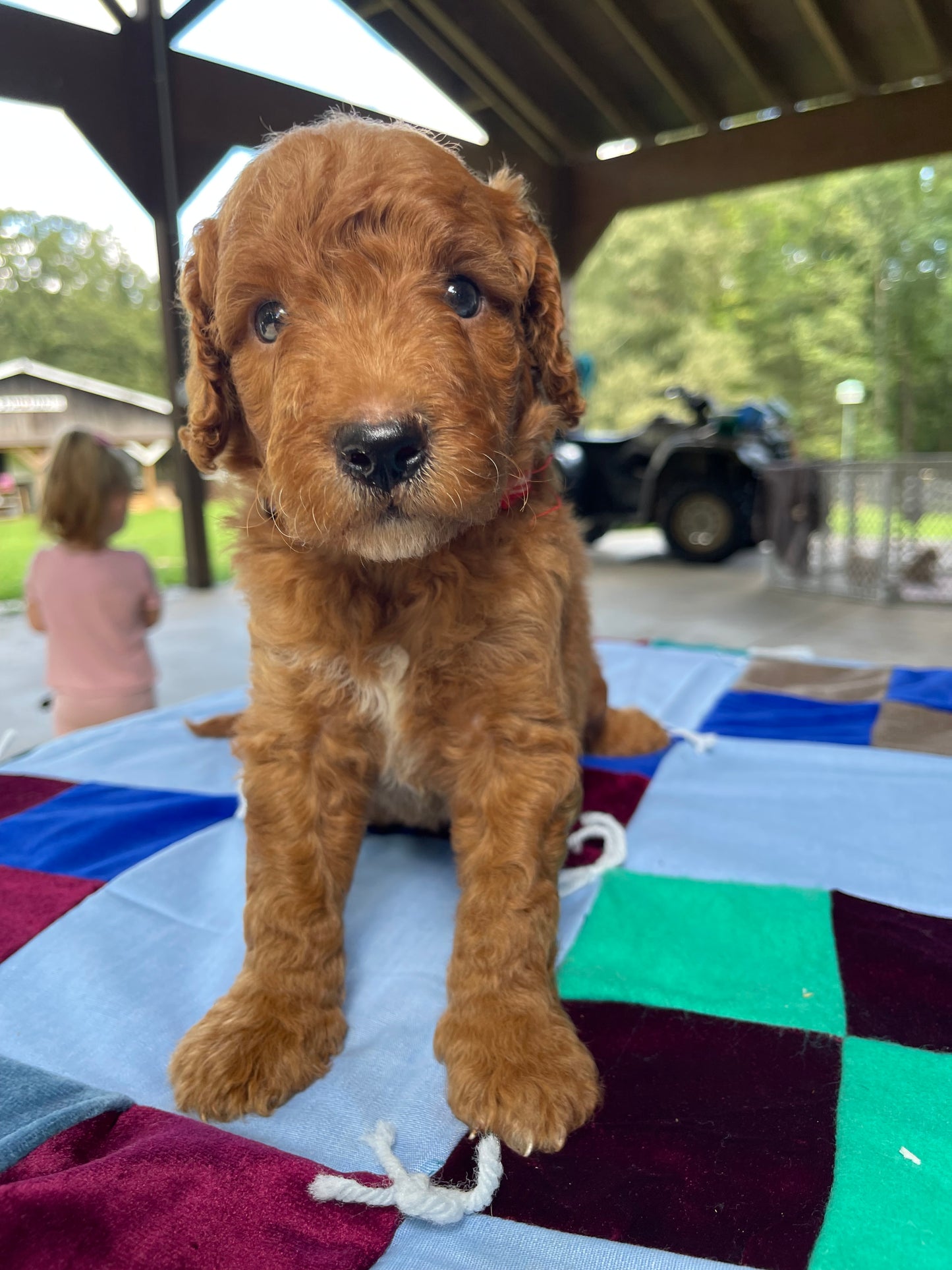 Miniature goldendoodle males