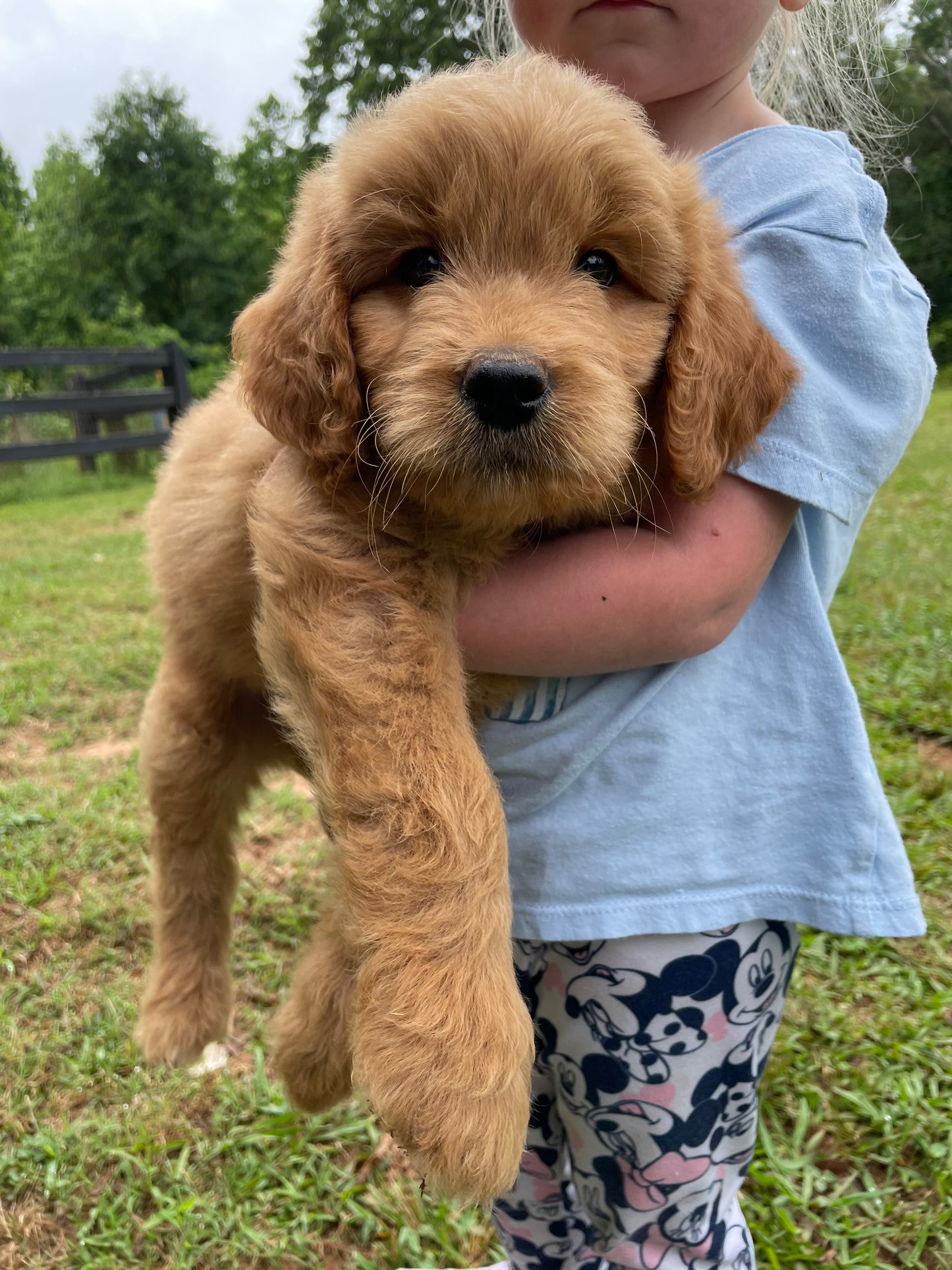 Mini male Goldendoodles