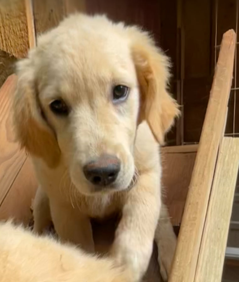 AKC golden retriever males