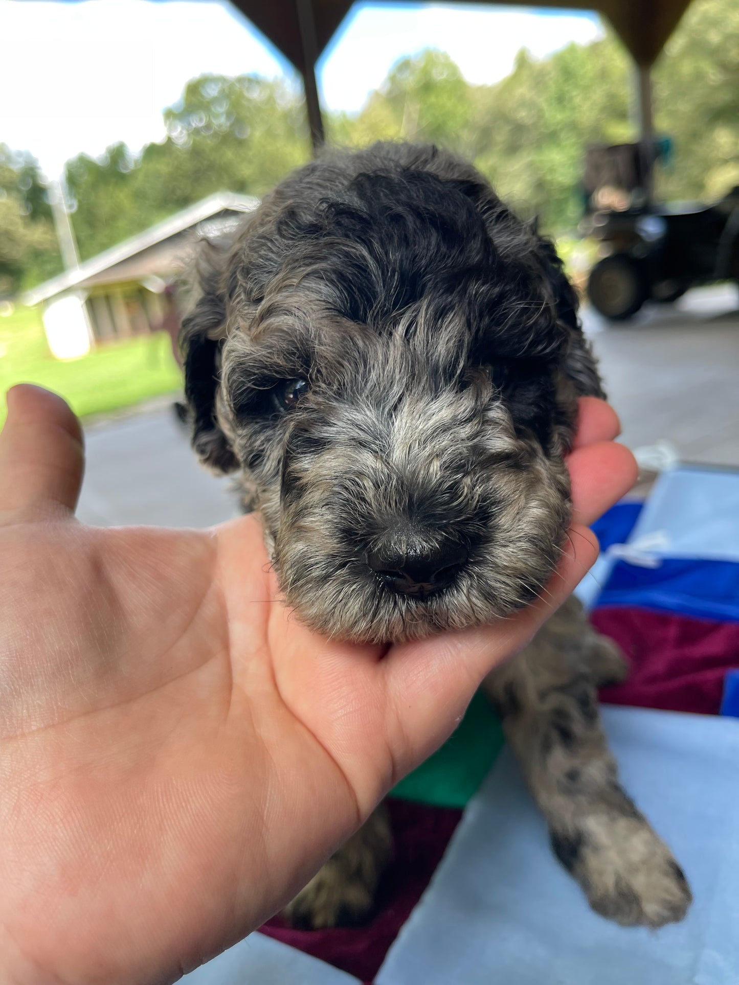 Miniature goldendoodle males