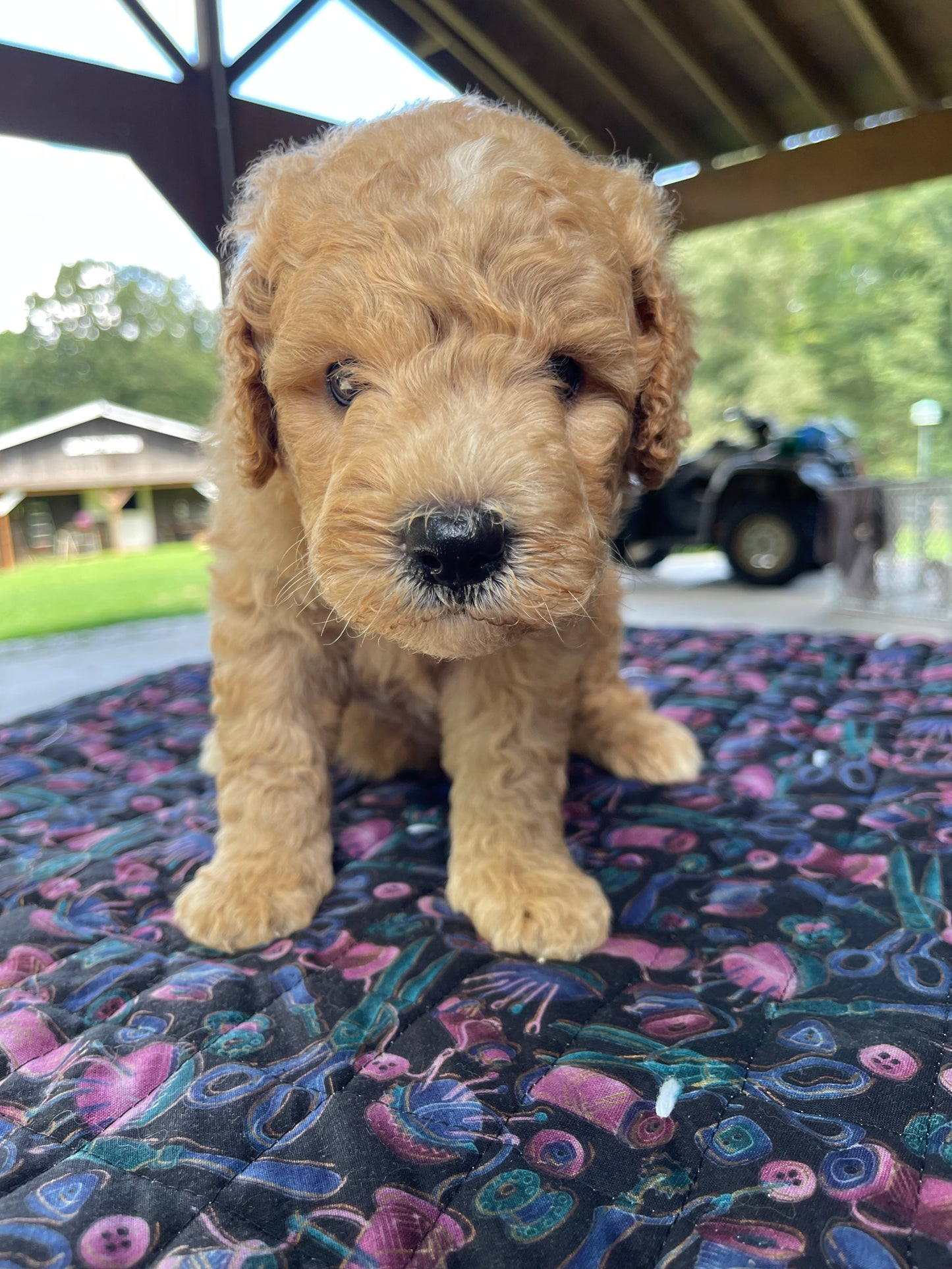Mini goldendoodle females