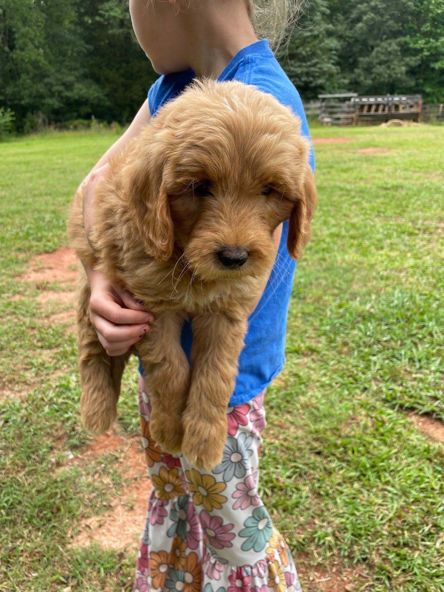 Mini male Goldendoodles