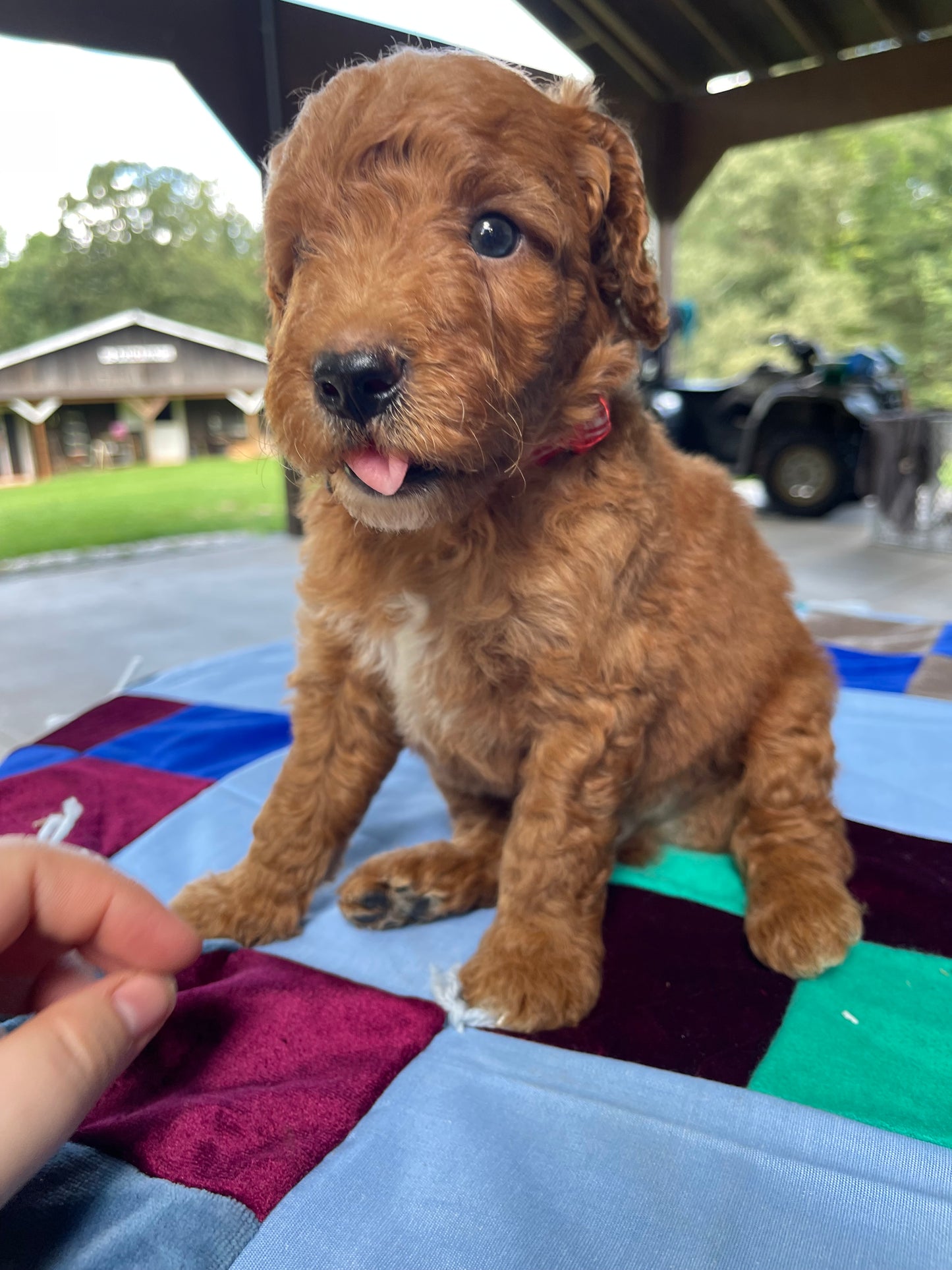 Miniature goldendoodle males