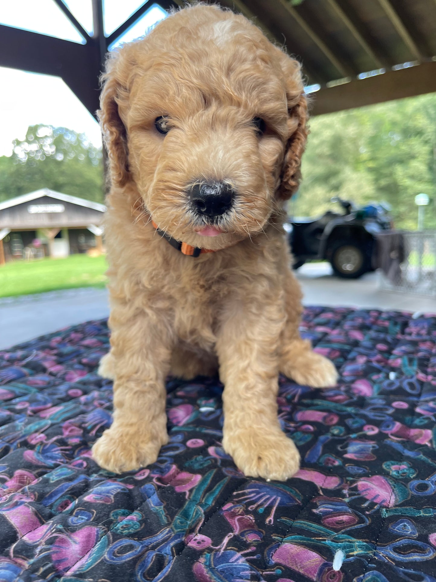 Mini goldendoodle females