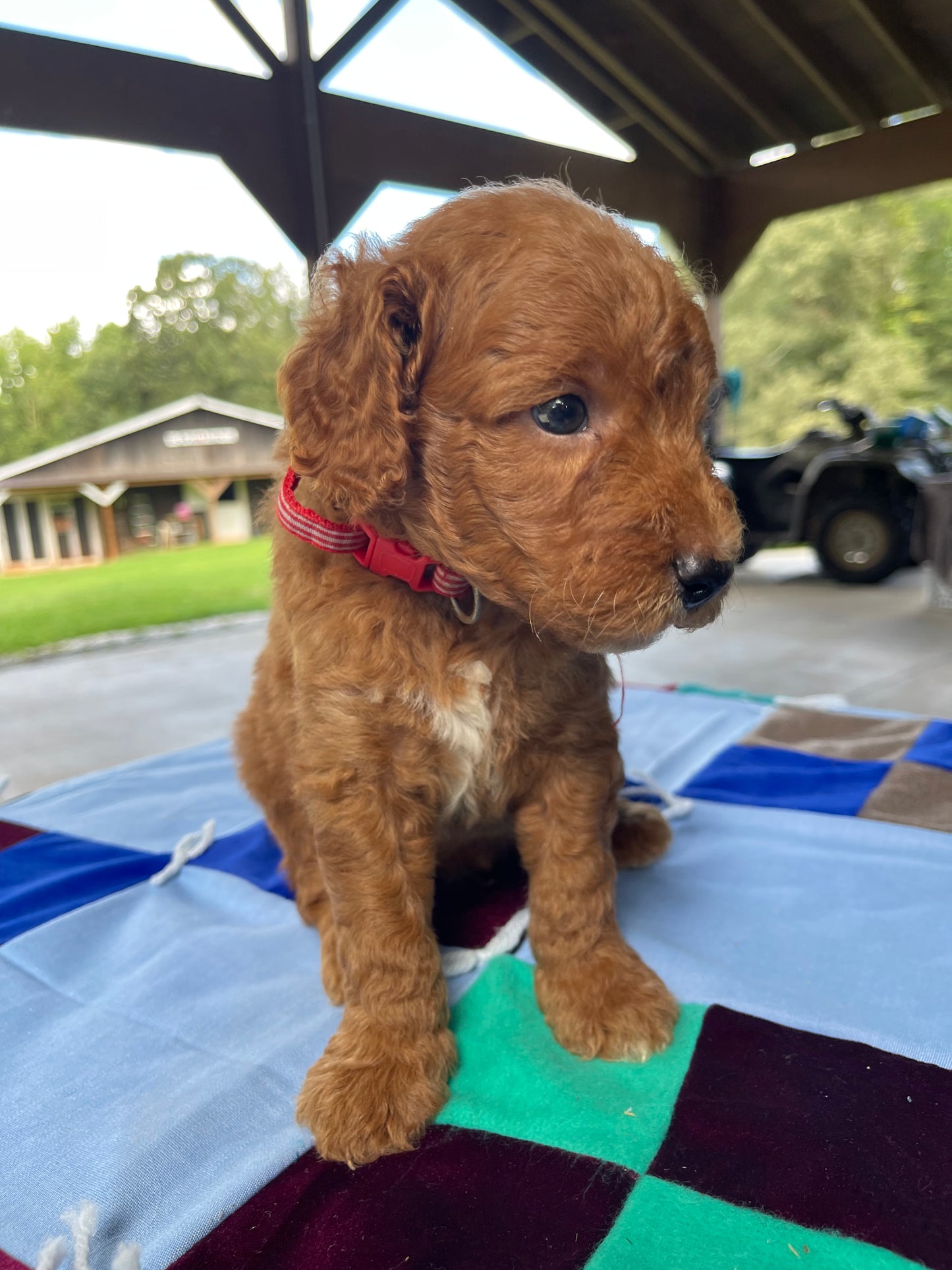 Miniature goldendoodle males