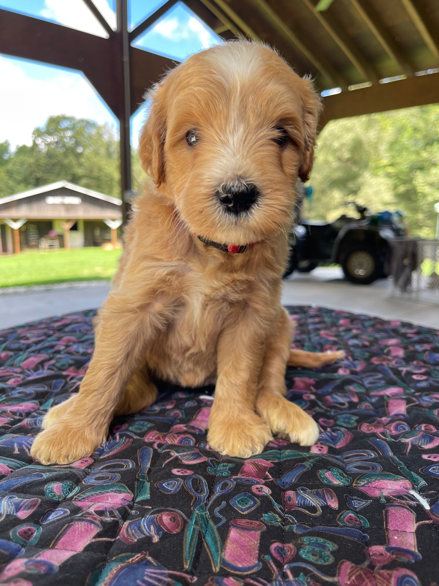 Mini goldendoodle females