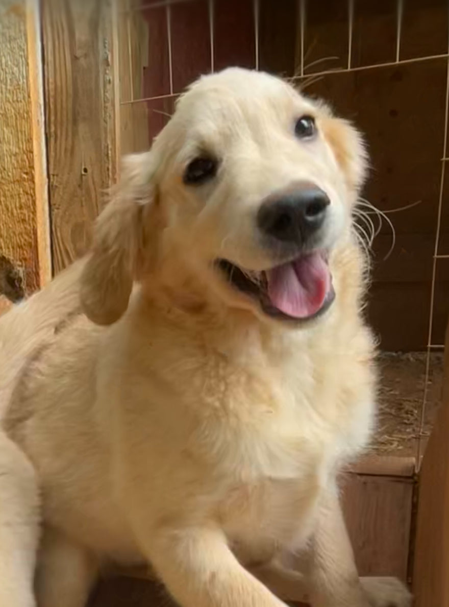 AKC golden retriever males