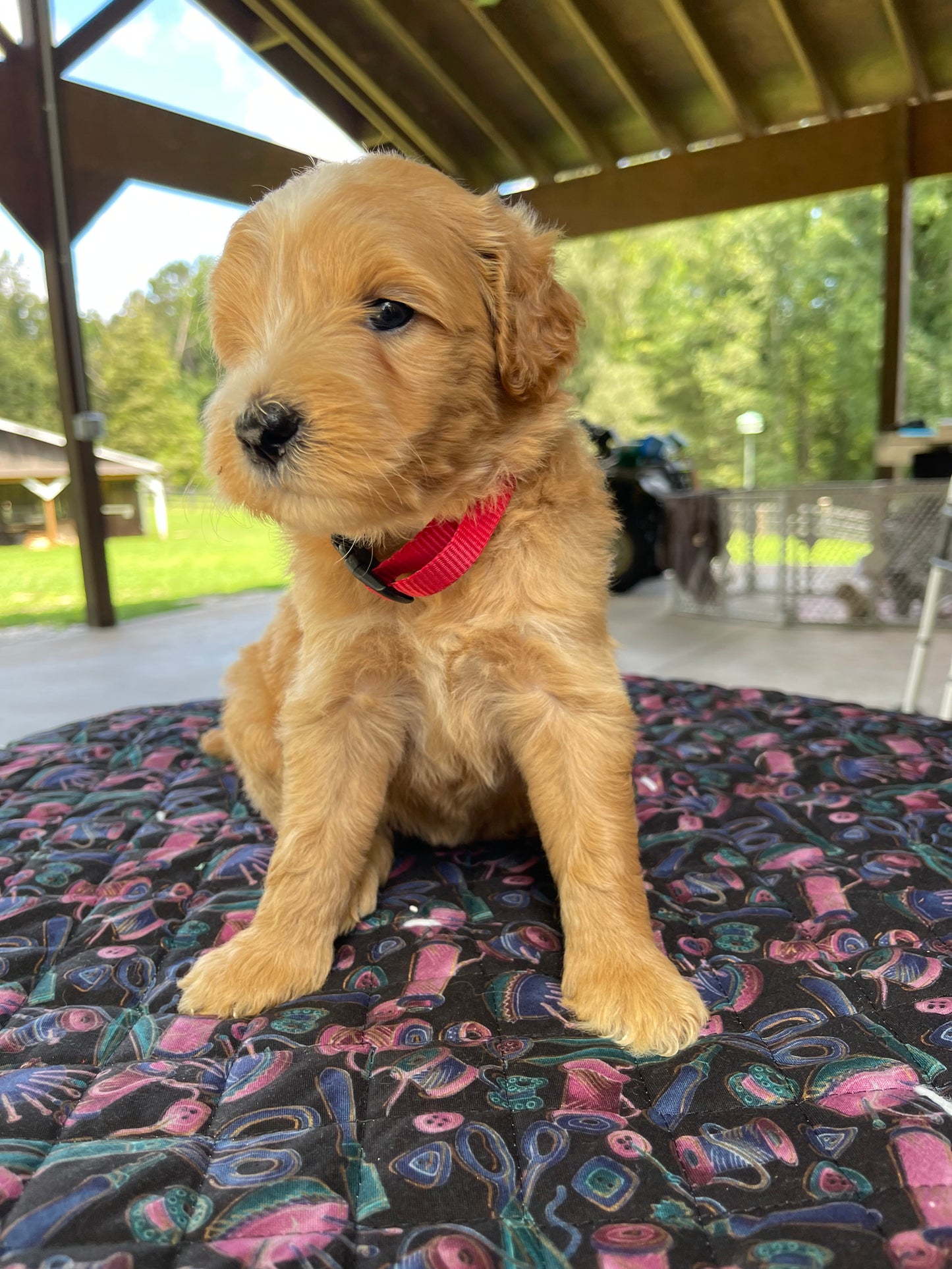 Mini goldendoodle females