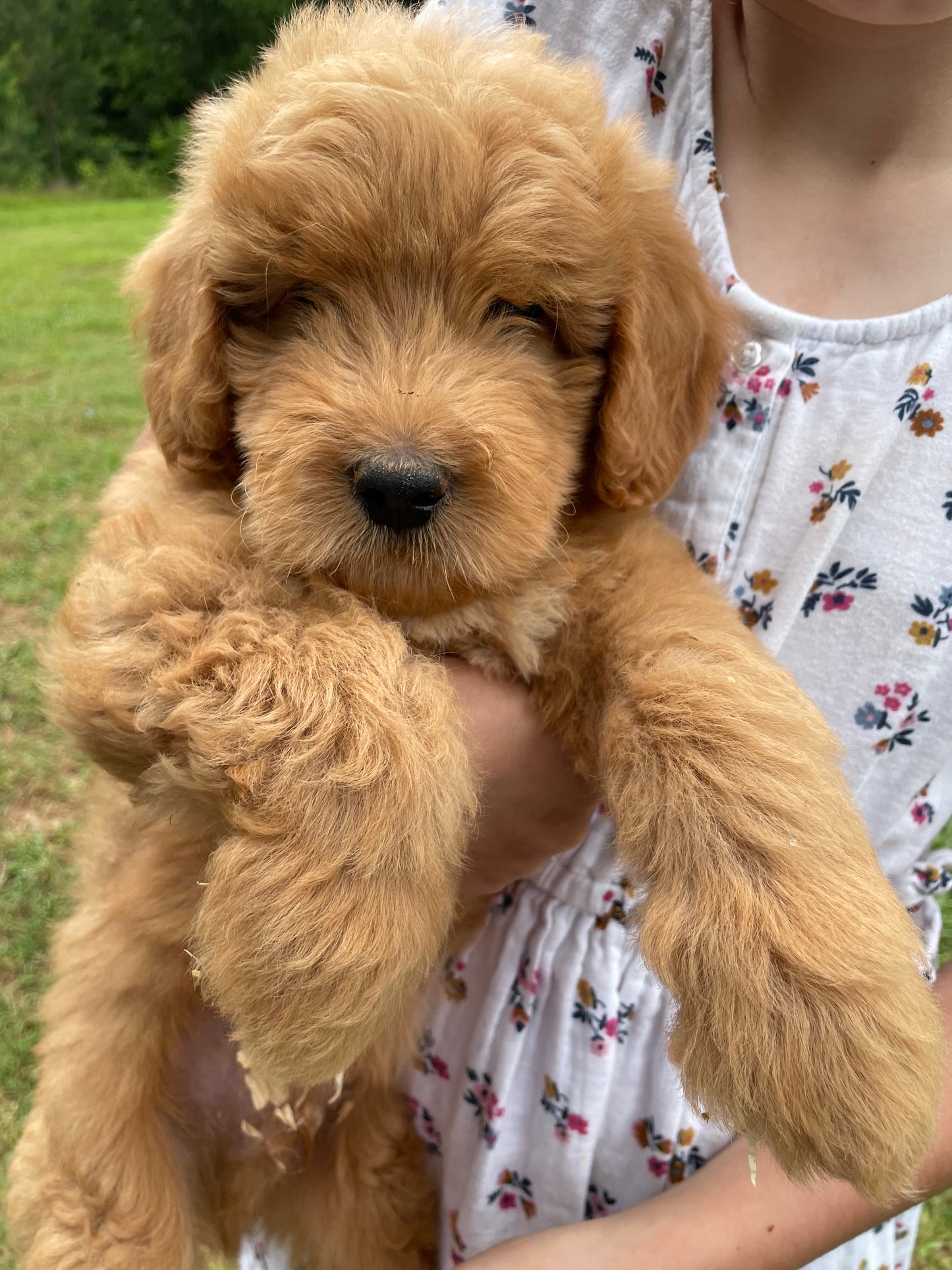 Mini male Goldendoodles