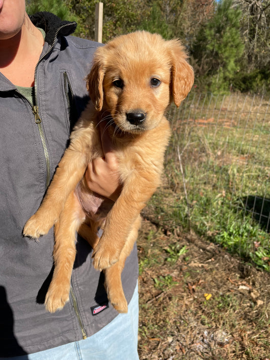 Golden retriever male puppy