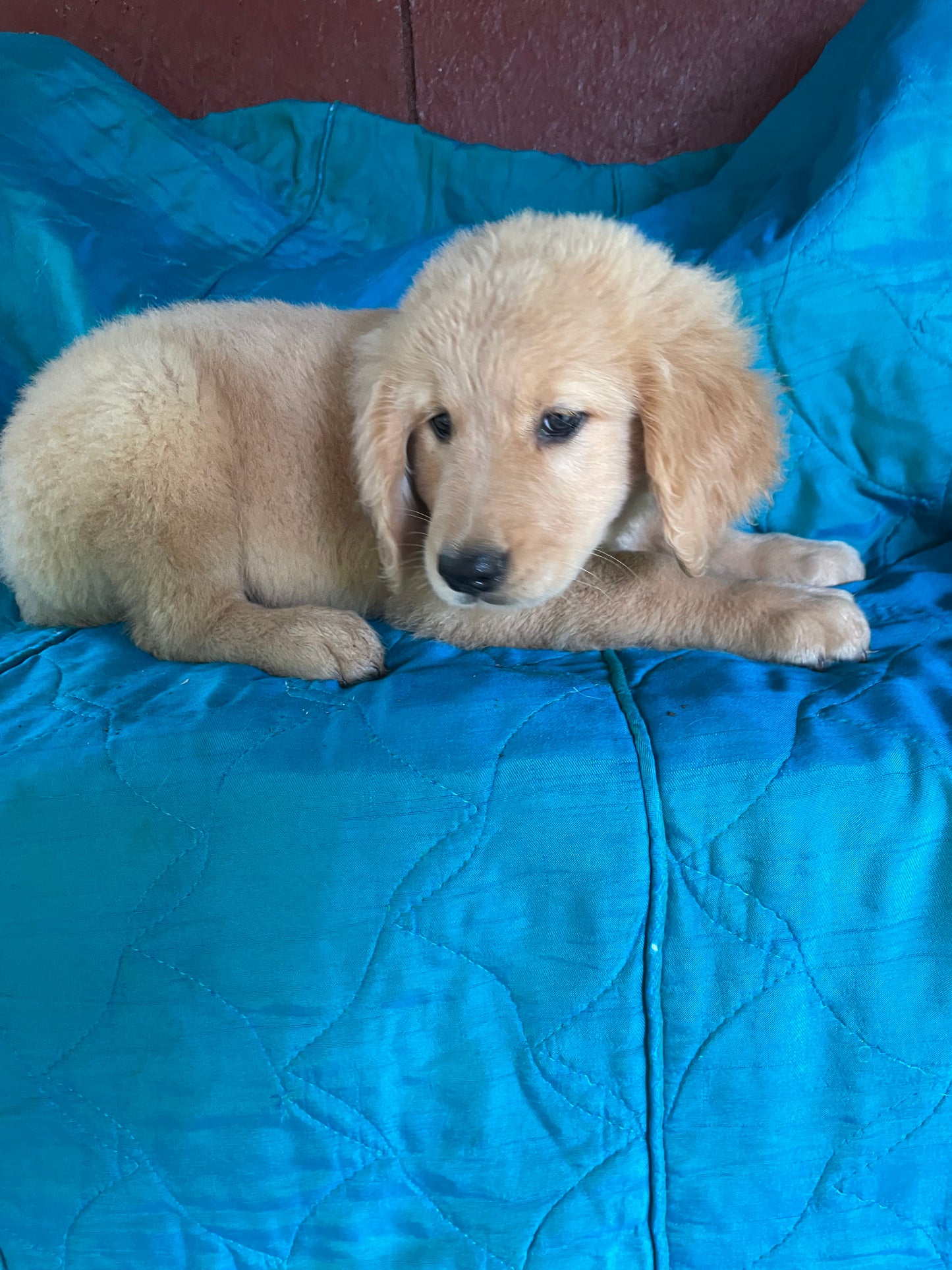 Ckc golden retrievers