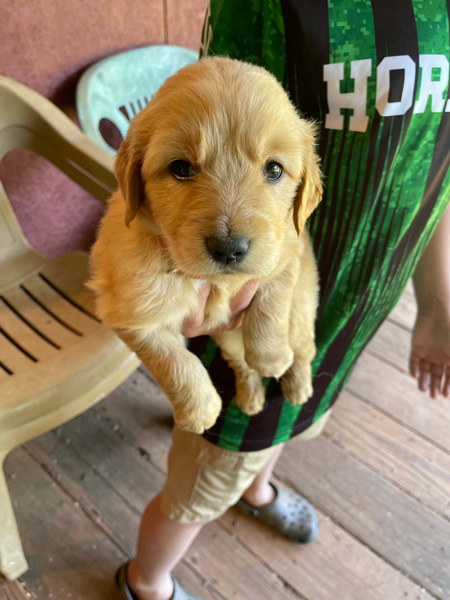 Golden retriever puppies