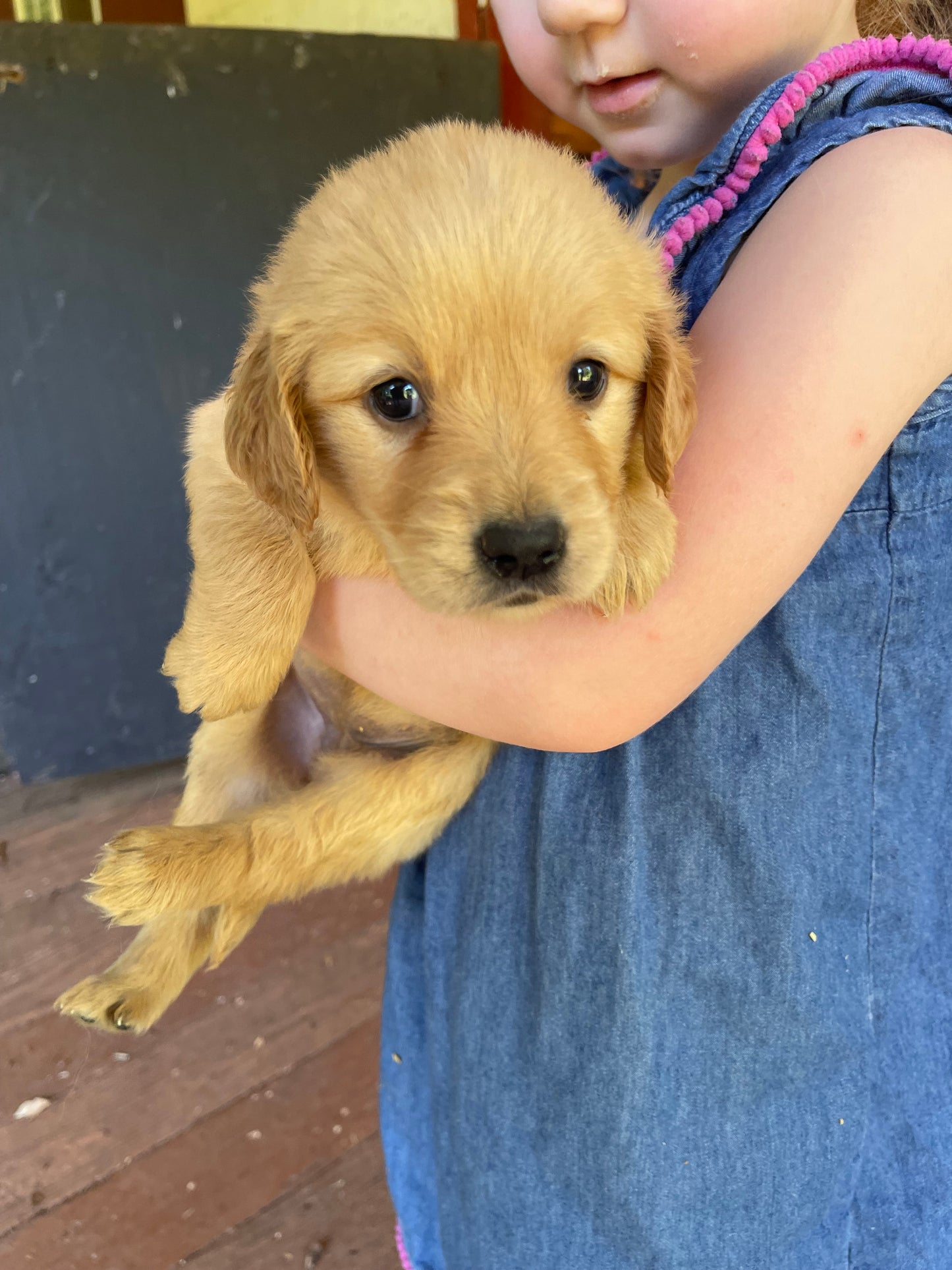 Golden retriever puppies