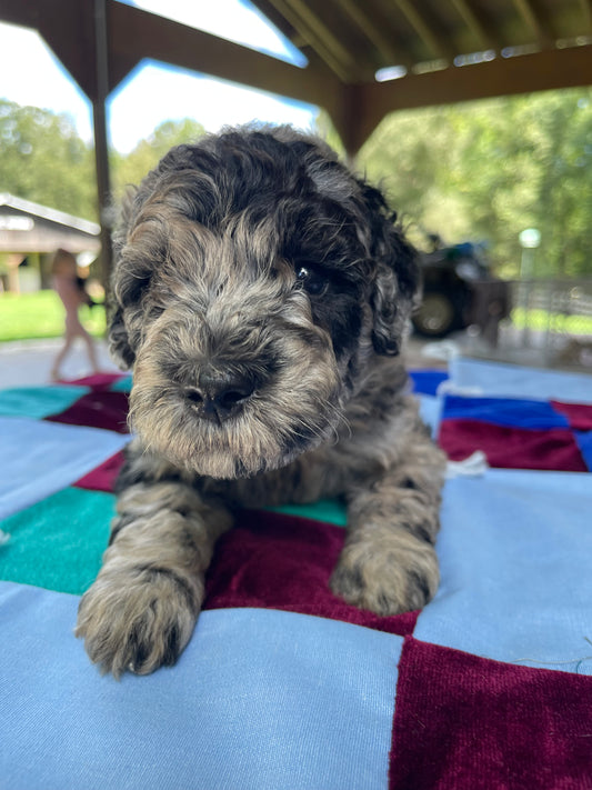 Miniature goldendoodle males