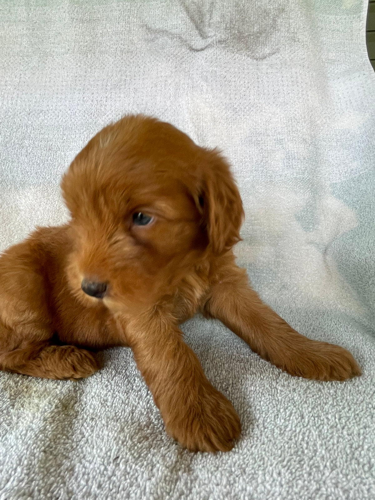 Golden retriever puppies
