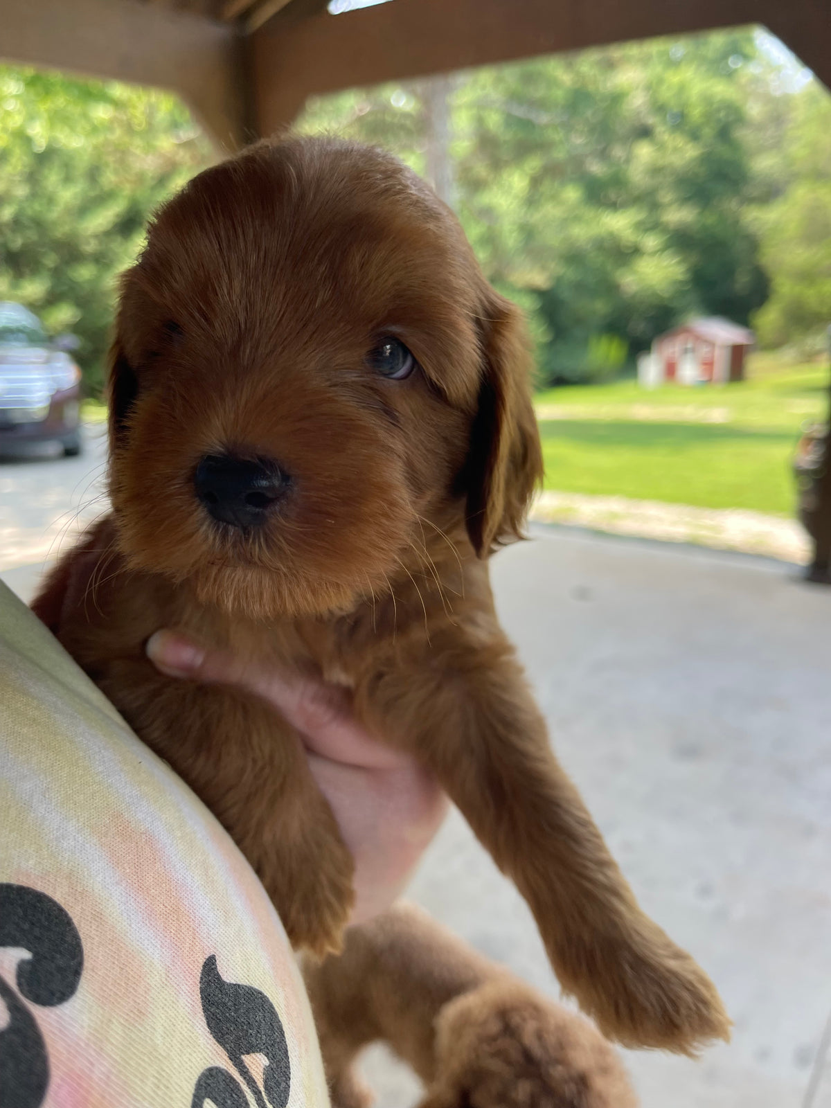 Golden retriever puppies