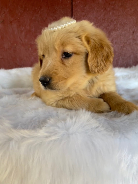 Golden retriever female puppy