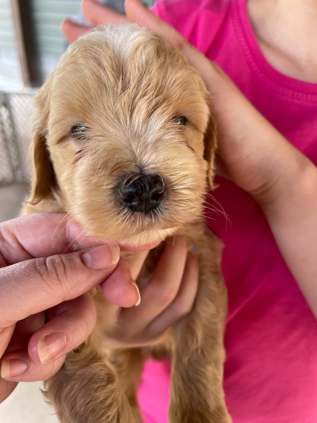 Golden retriever puppies