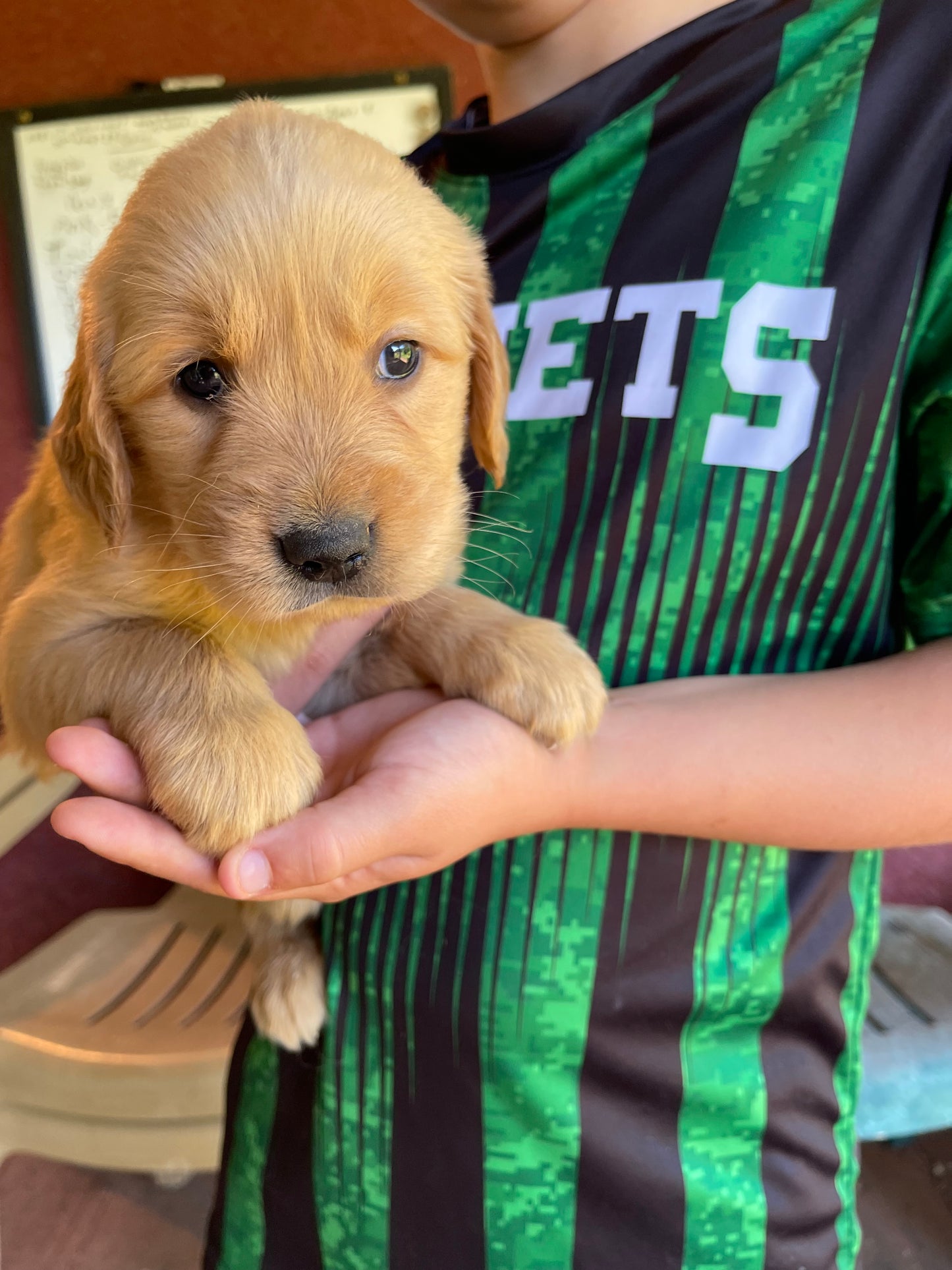 Golden retriever puppies