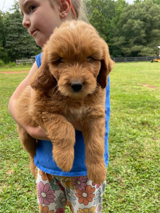 Mini female goldendoodles