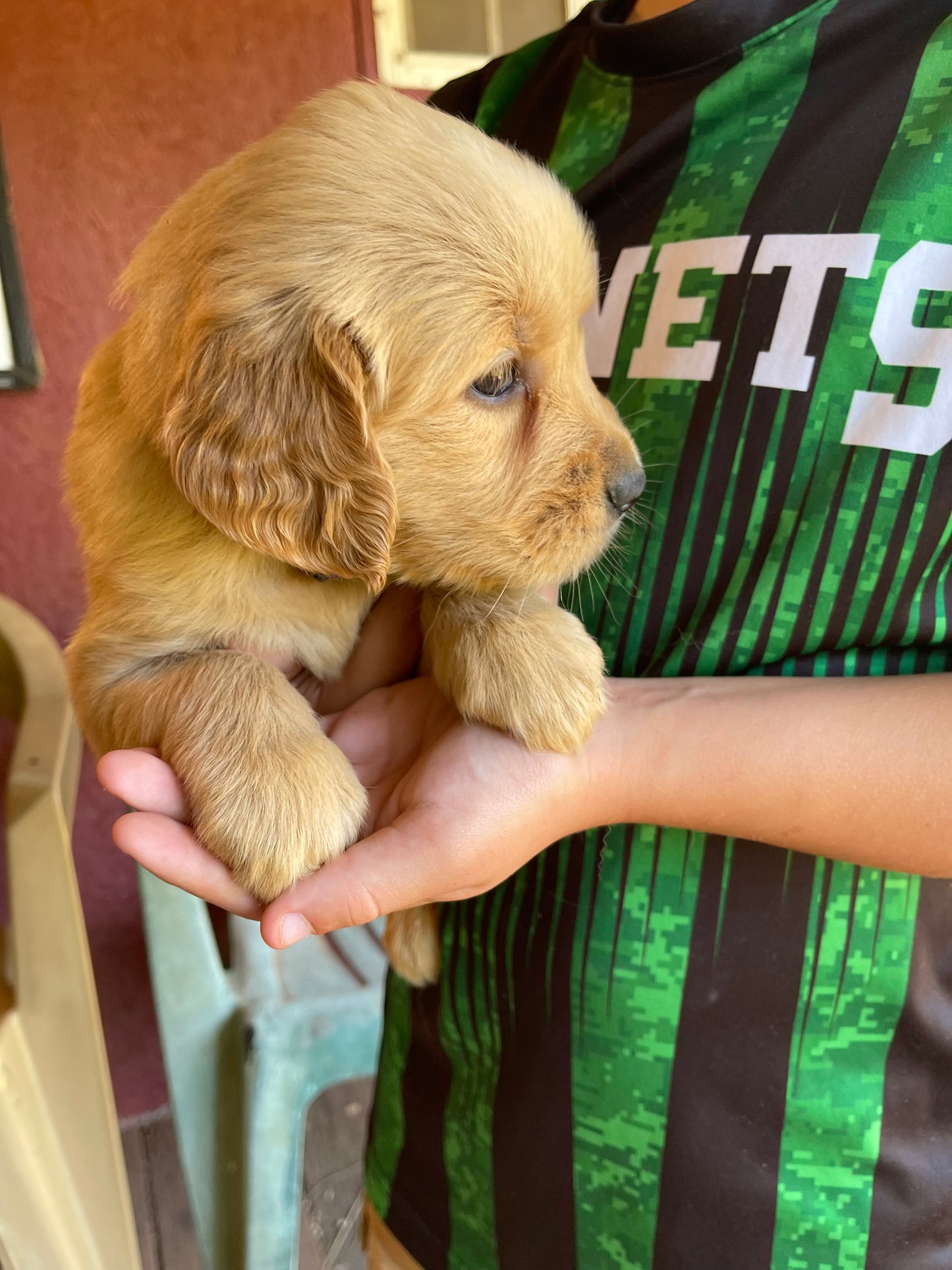 Golden retriever puppies