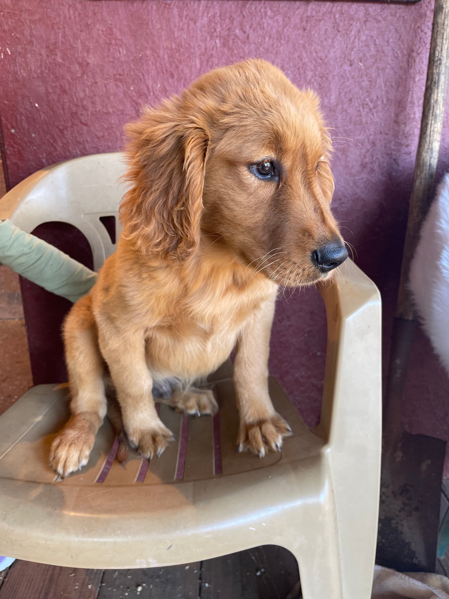 Ckc golden retriever male