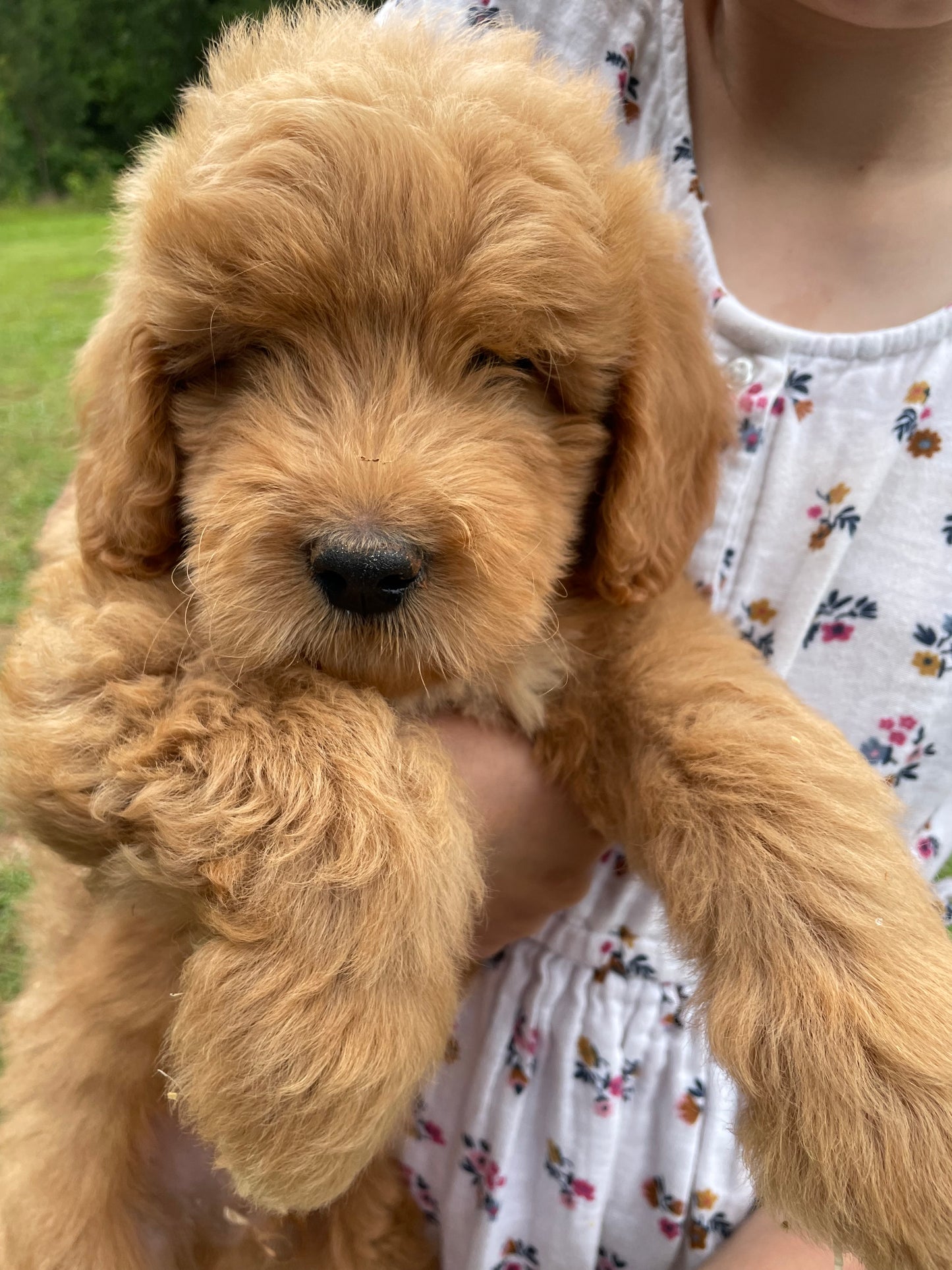 Mini male Goldendoodles
