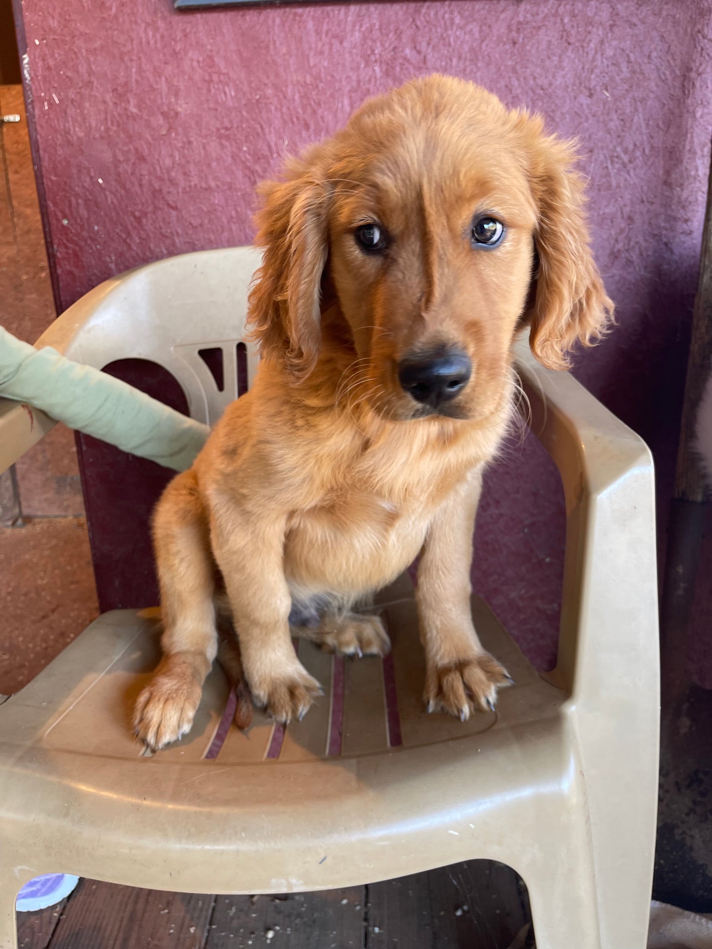 Ckc golden retriever male