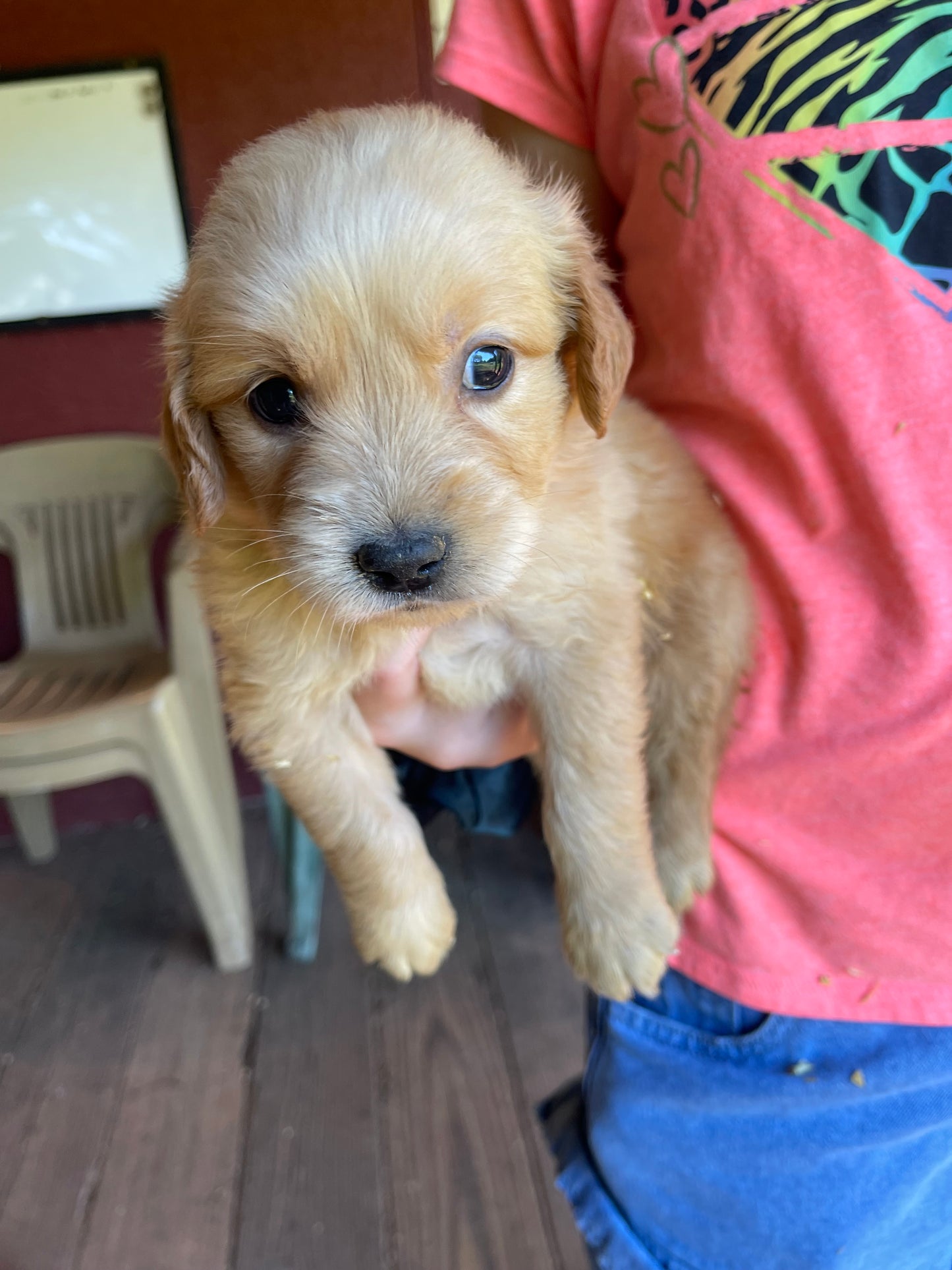 Golden retriever puppies