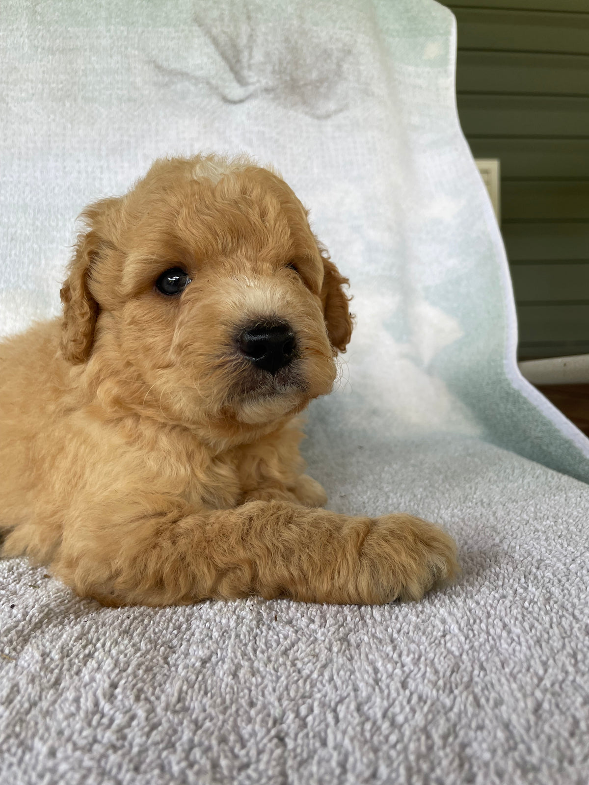 Golden retriever puppies