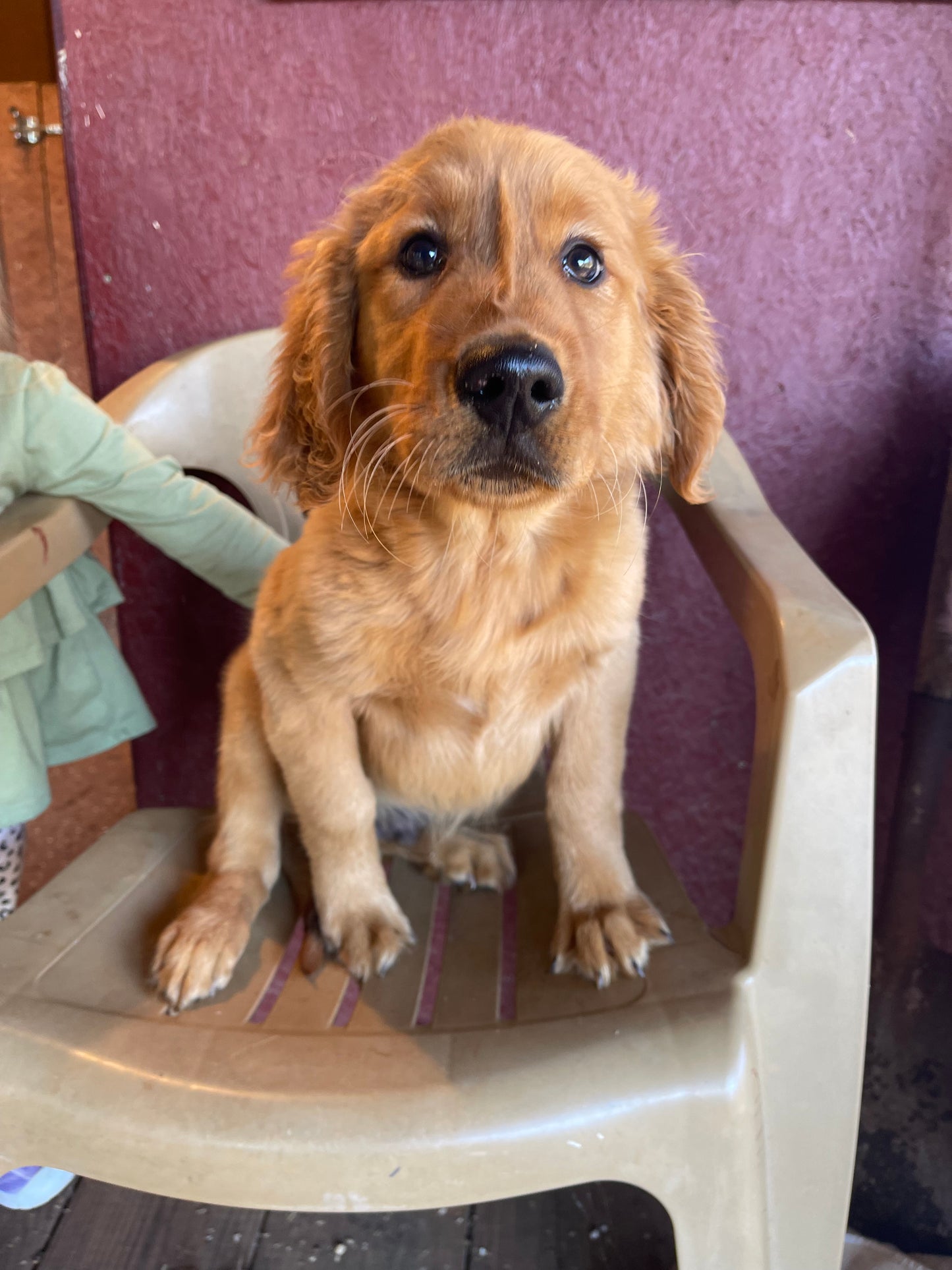 Ckc golden retriever male
