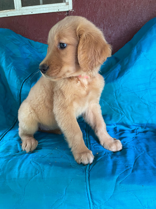 Ckc golden retrievers