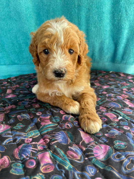 Mini goldendoodle females
