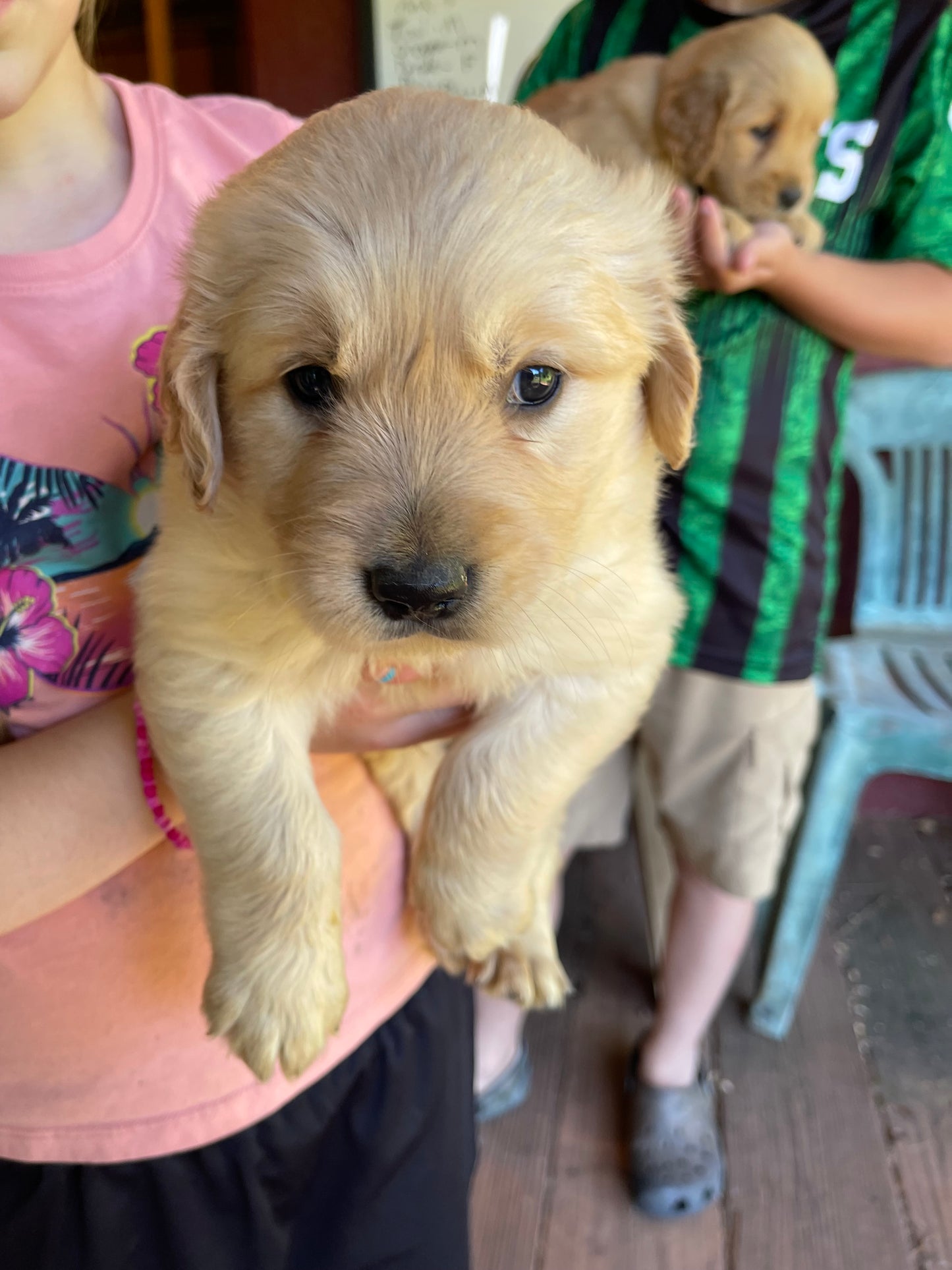 Golden retriever puppies