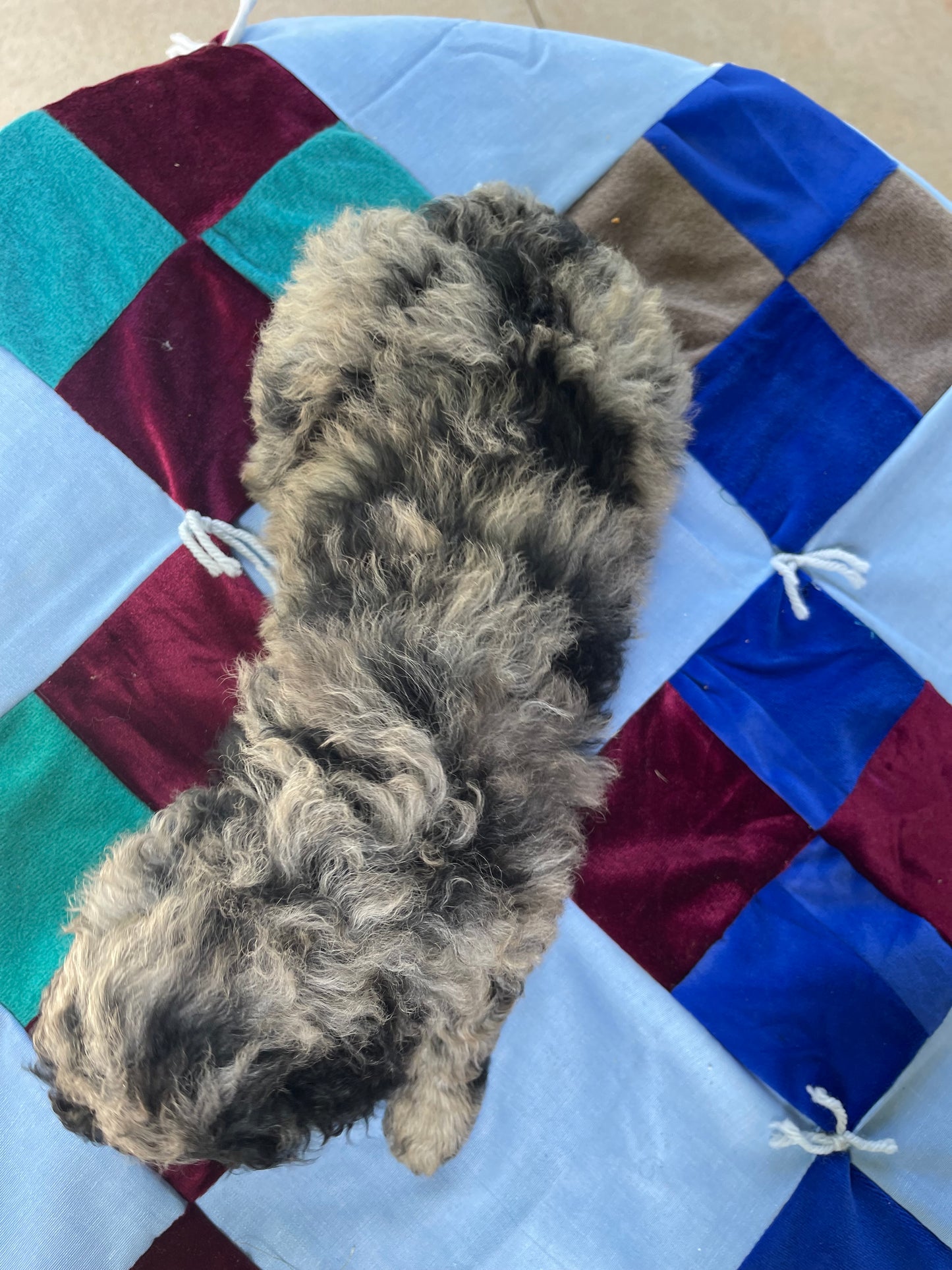 Miniature goldendoodle males