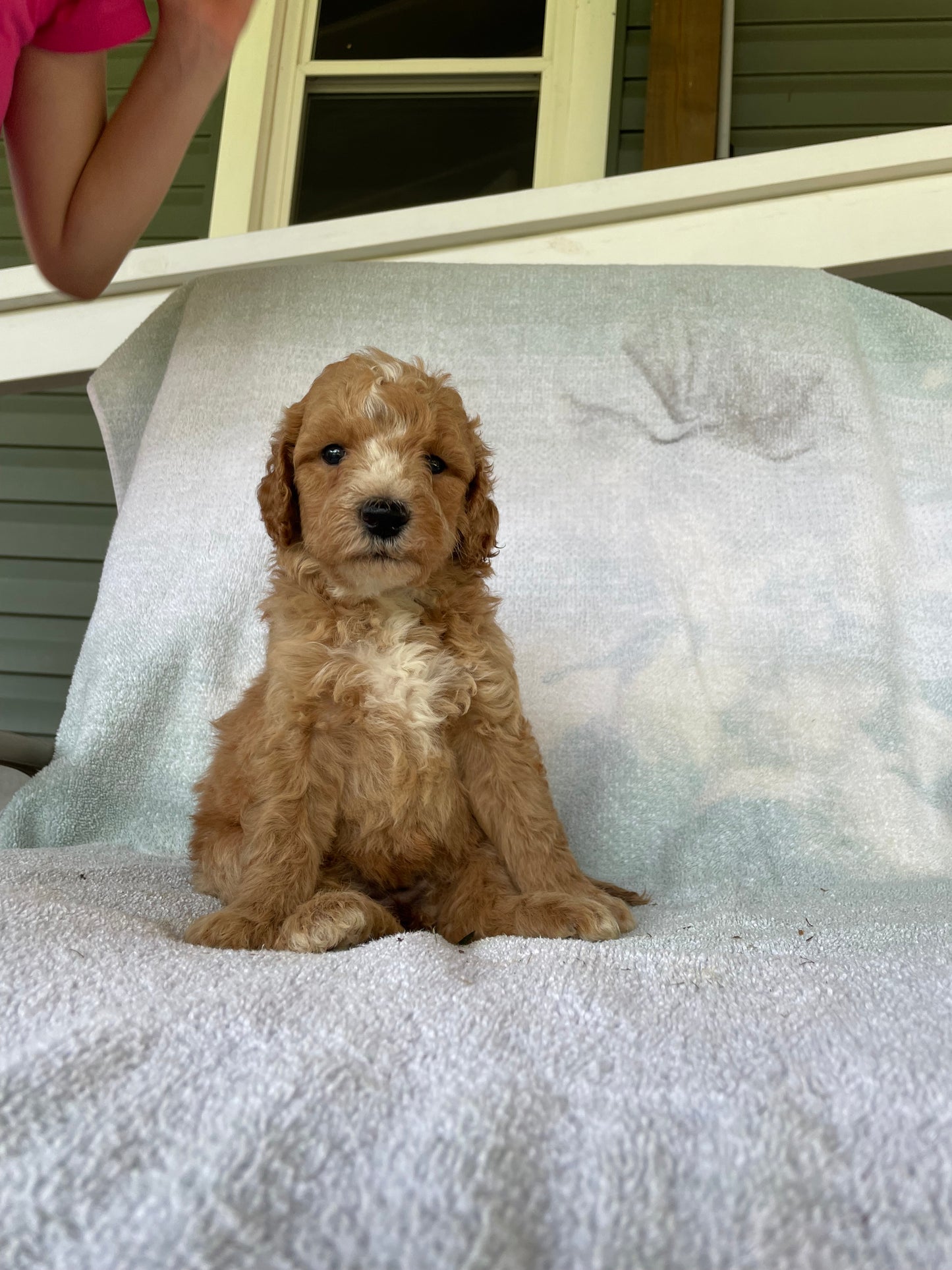 Golden retriever puppies