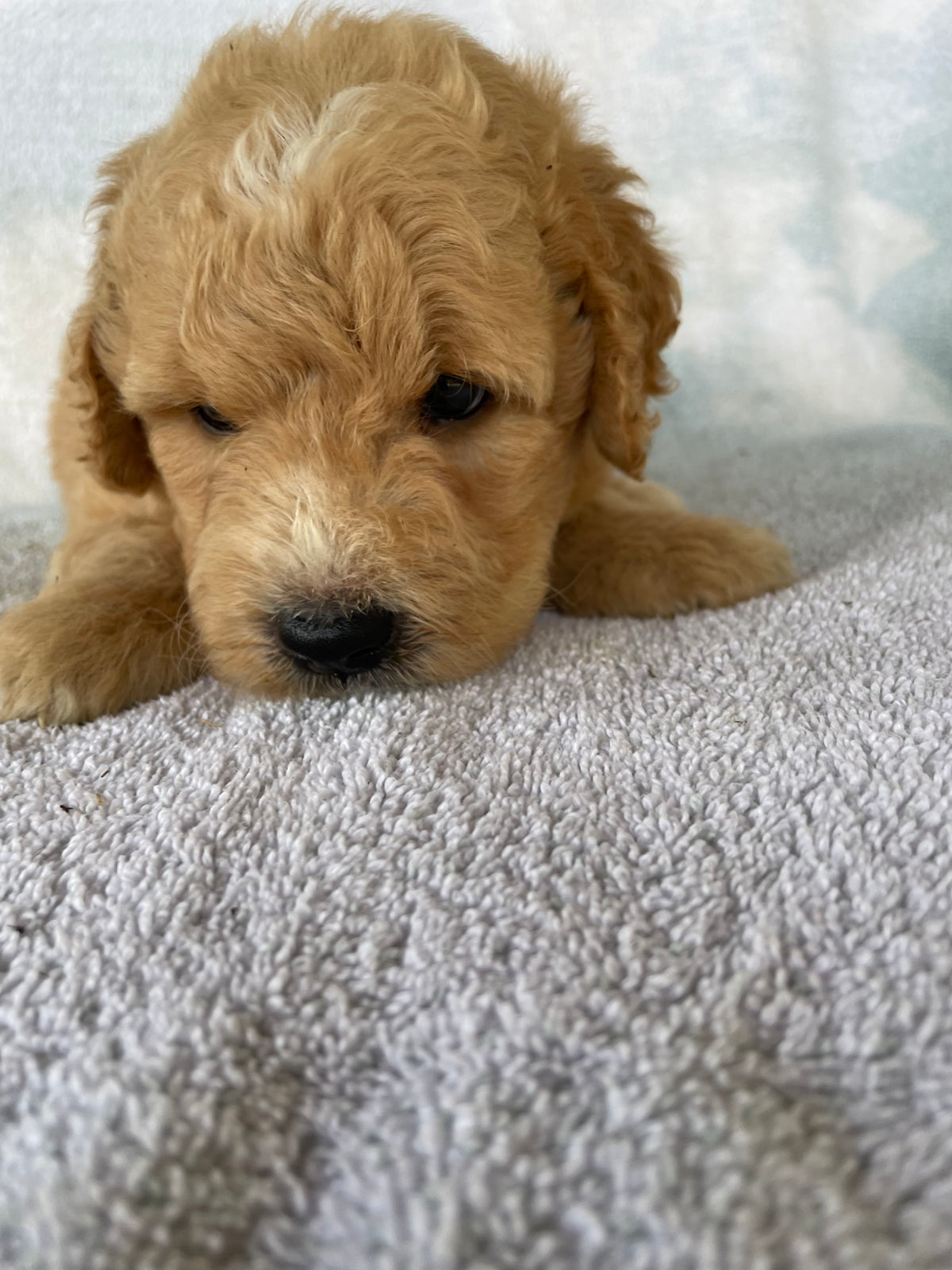 Golden retriever puppies