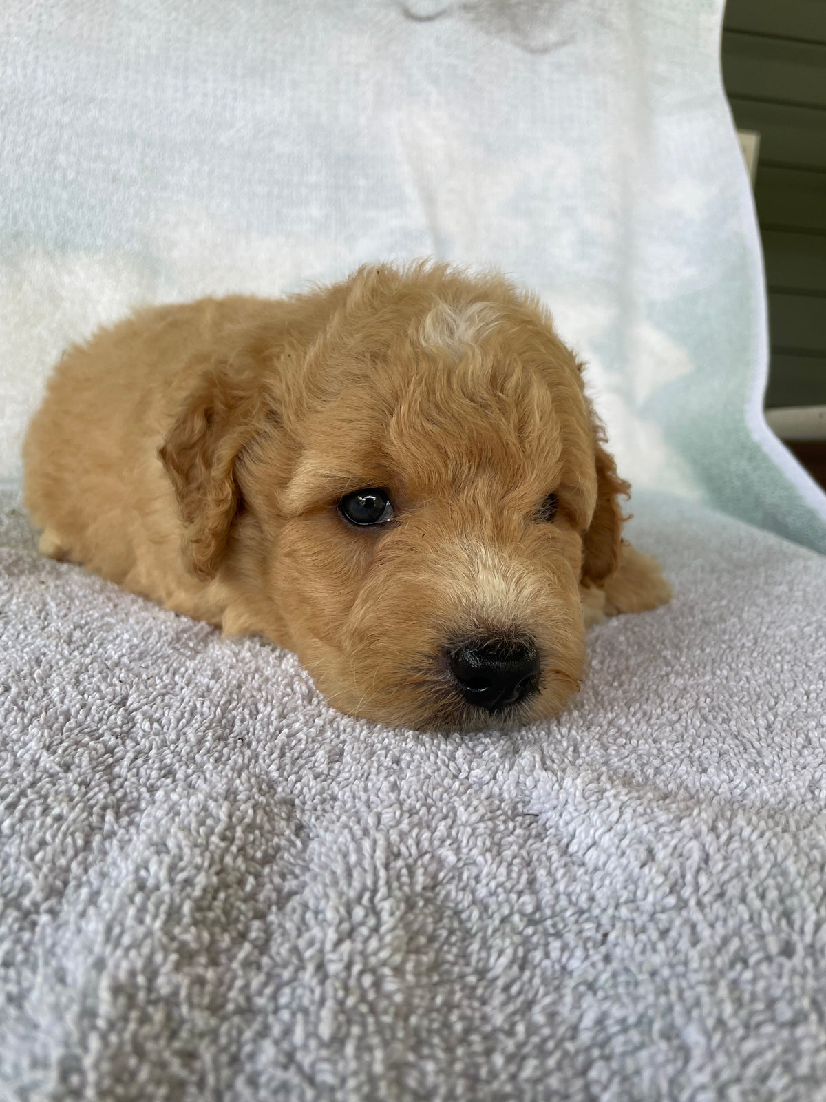 Golden retriever puppies