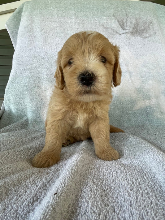 Golden retriever puppies