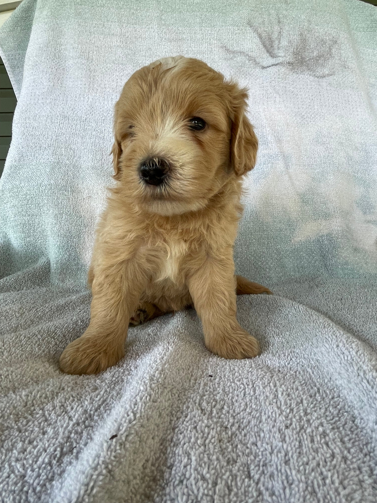 Golden retriever puppies