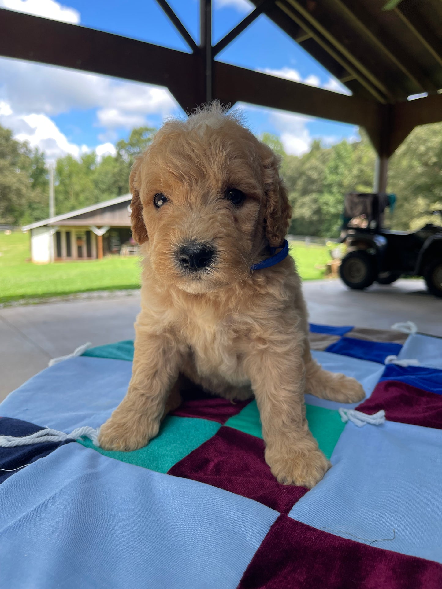 Miniature goldendoodle males