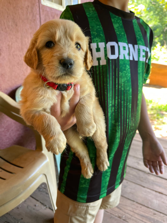 Golden retriever puppies