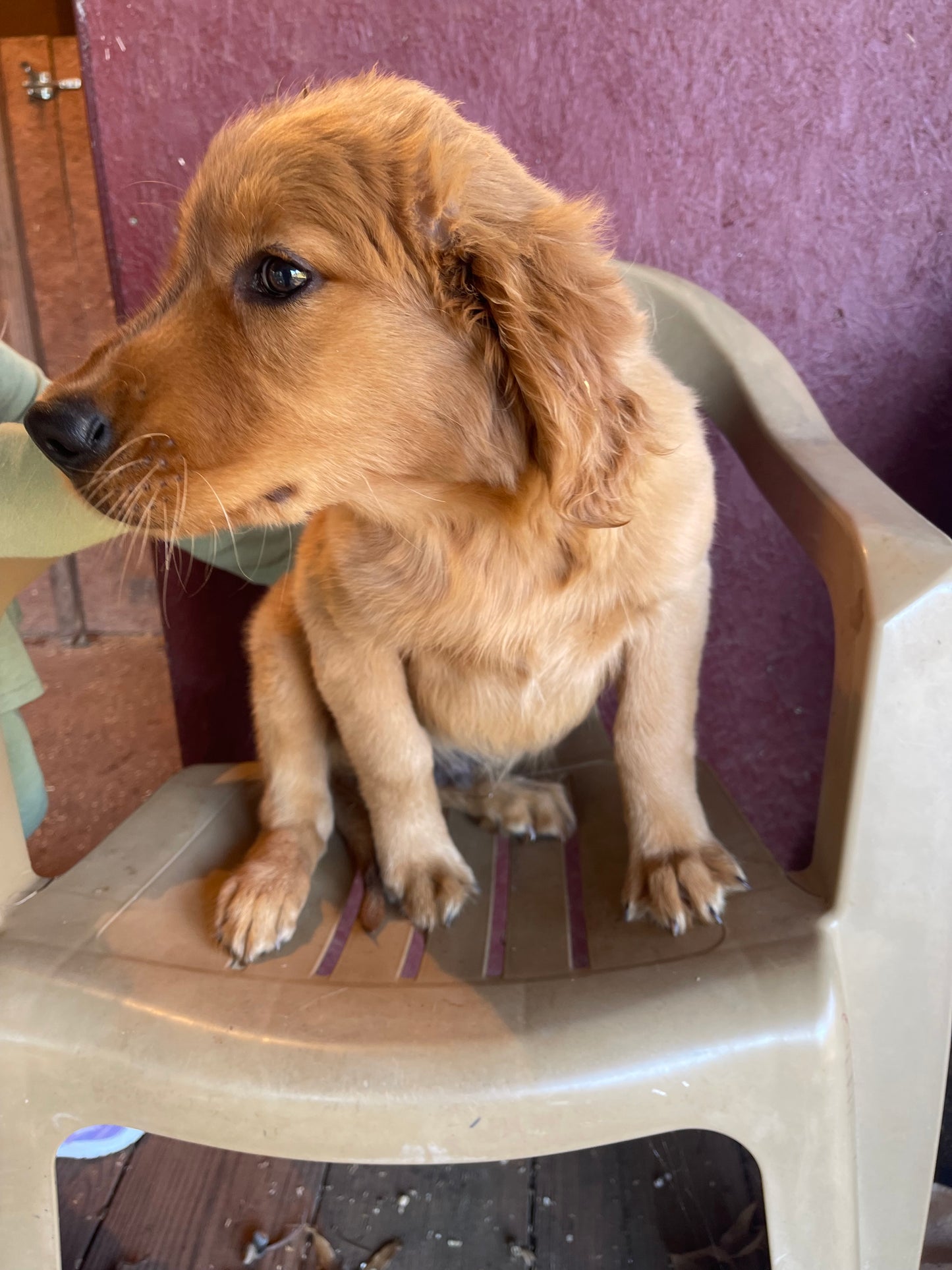 Ckc golden retriever male