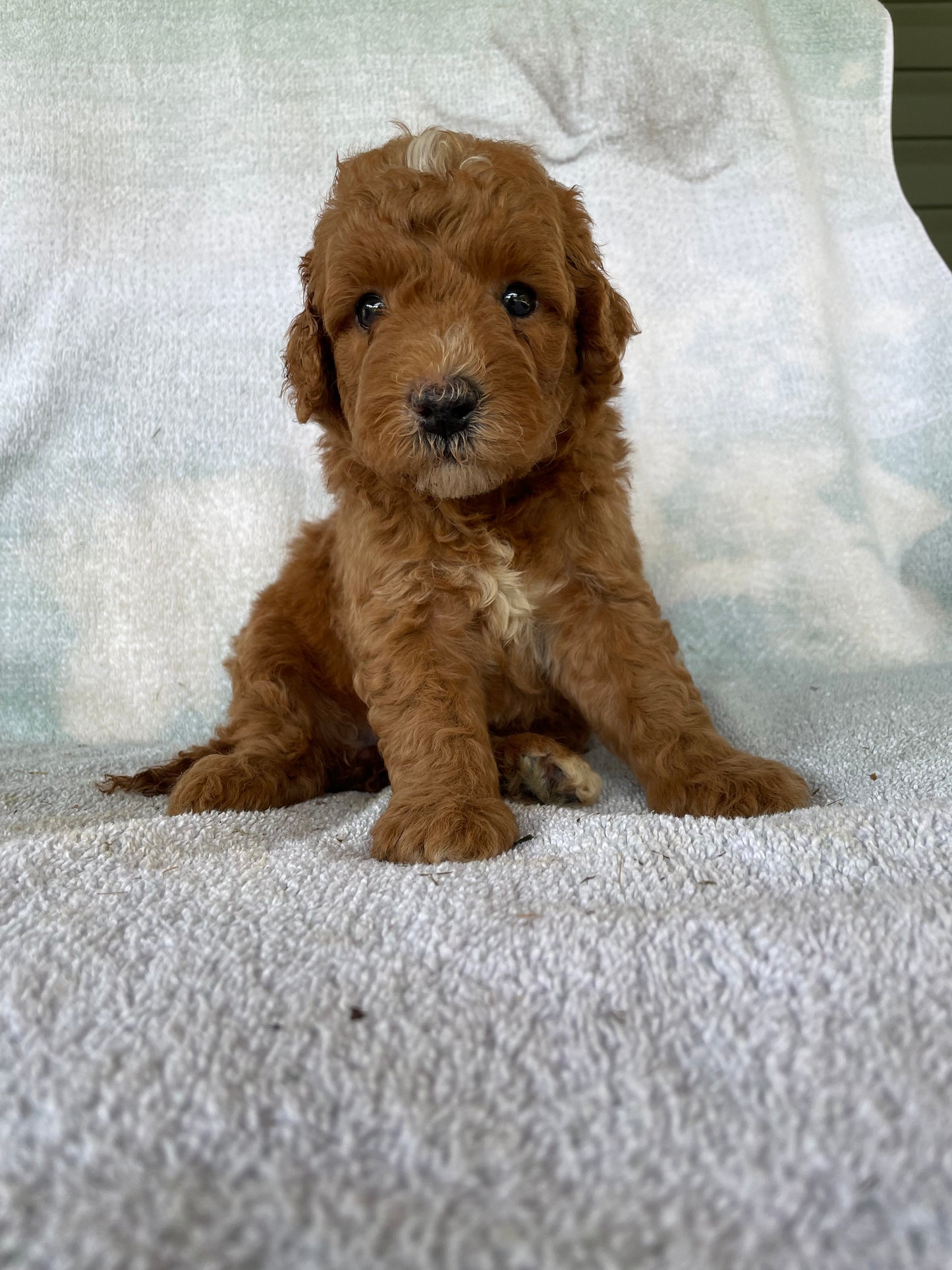 Golden retriever puppies