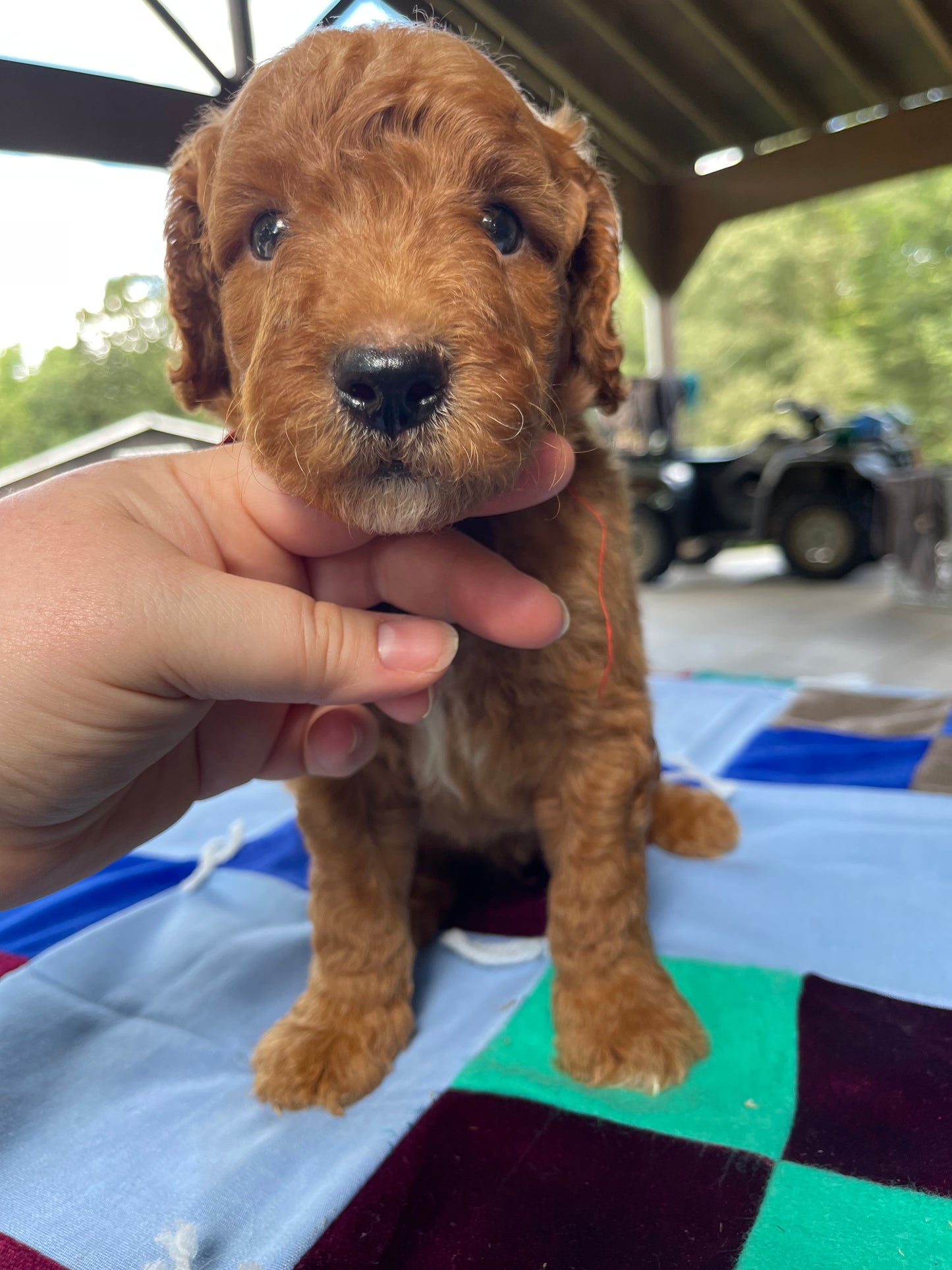 Miniature goldendoodle males