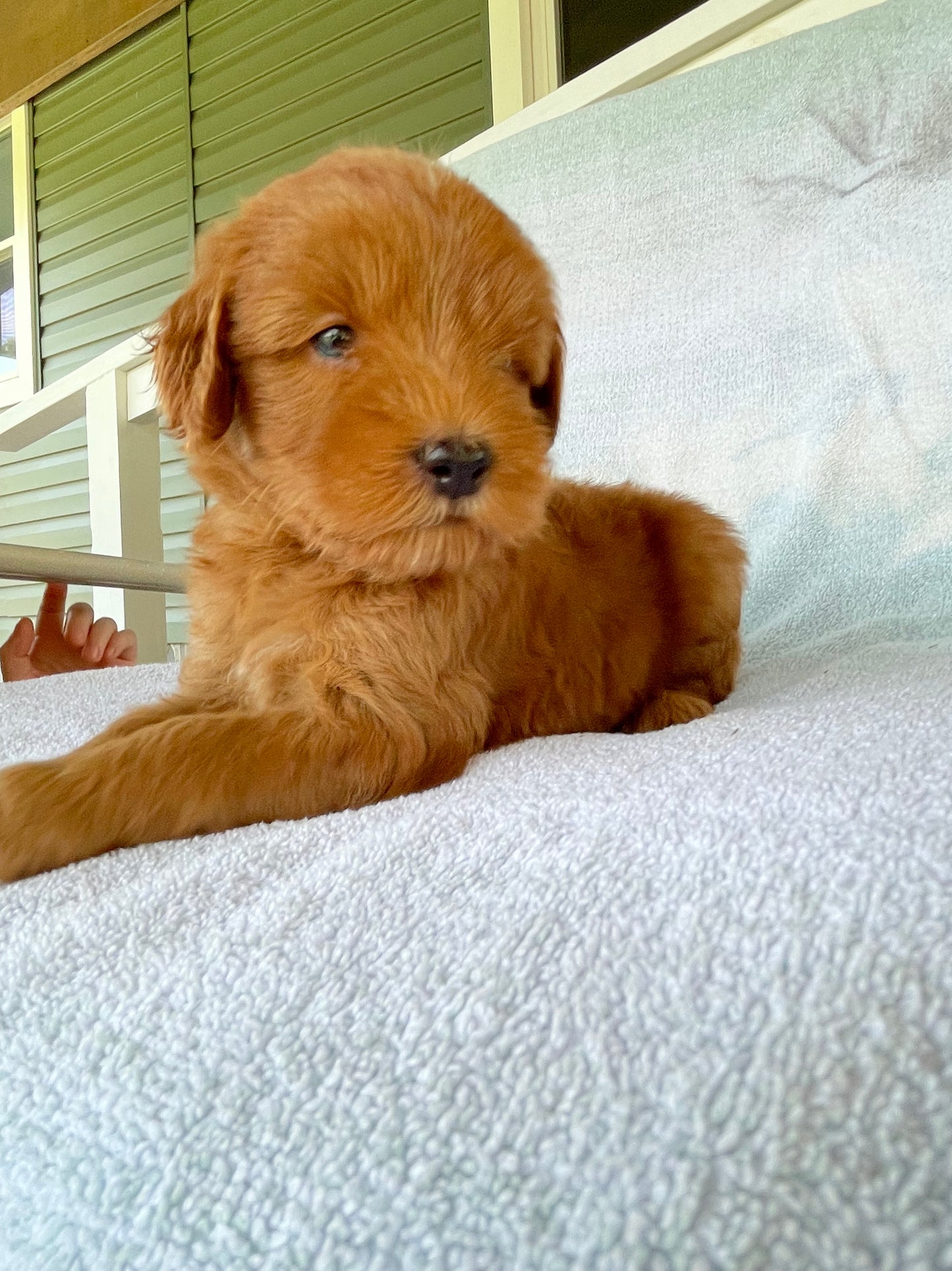 Golden retriever puppies