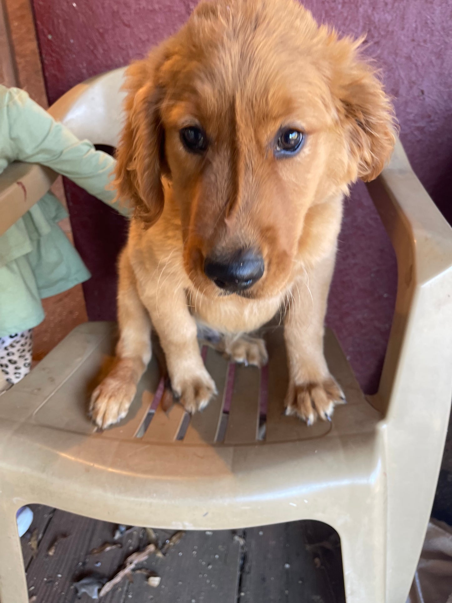 Ckc golden retriever male