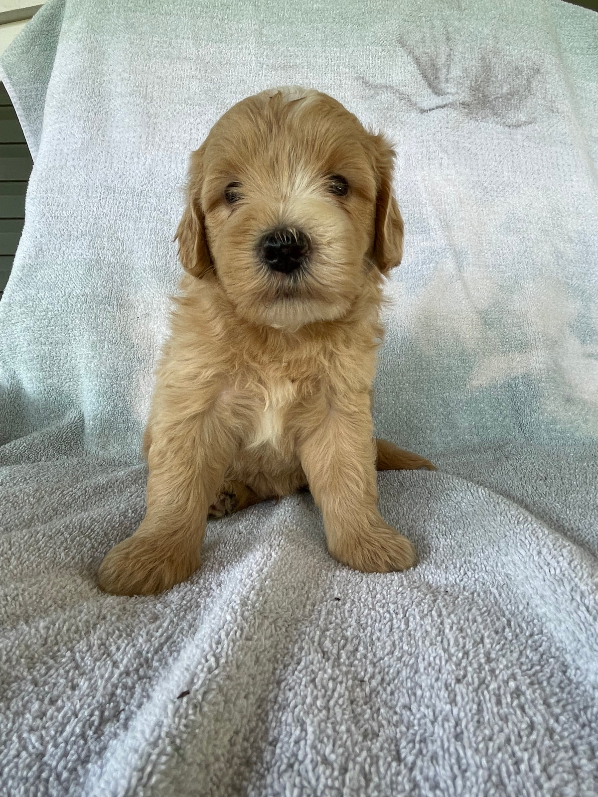 Golden retriever puppies